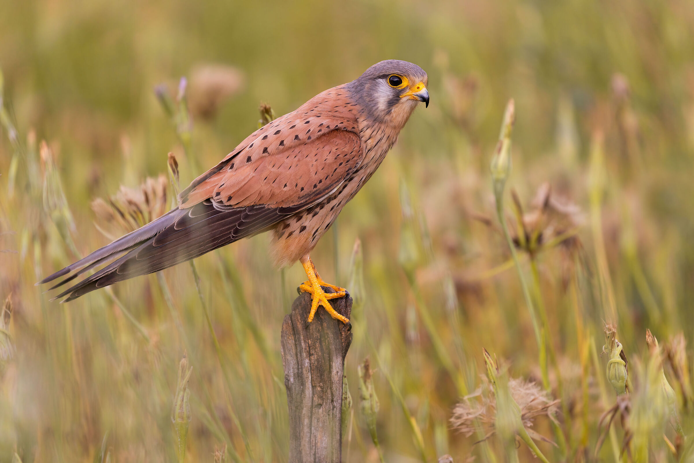 kestrel