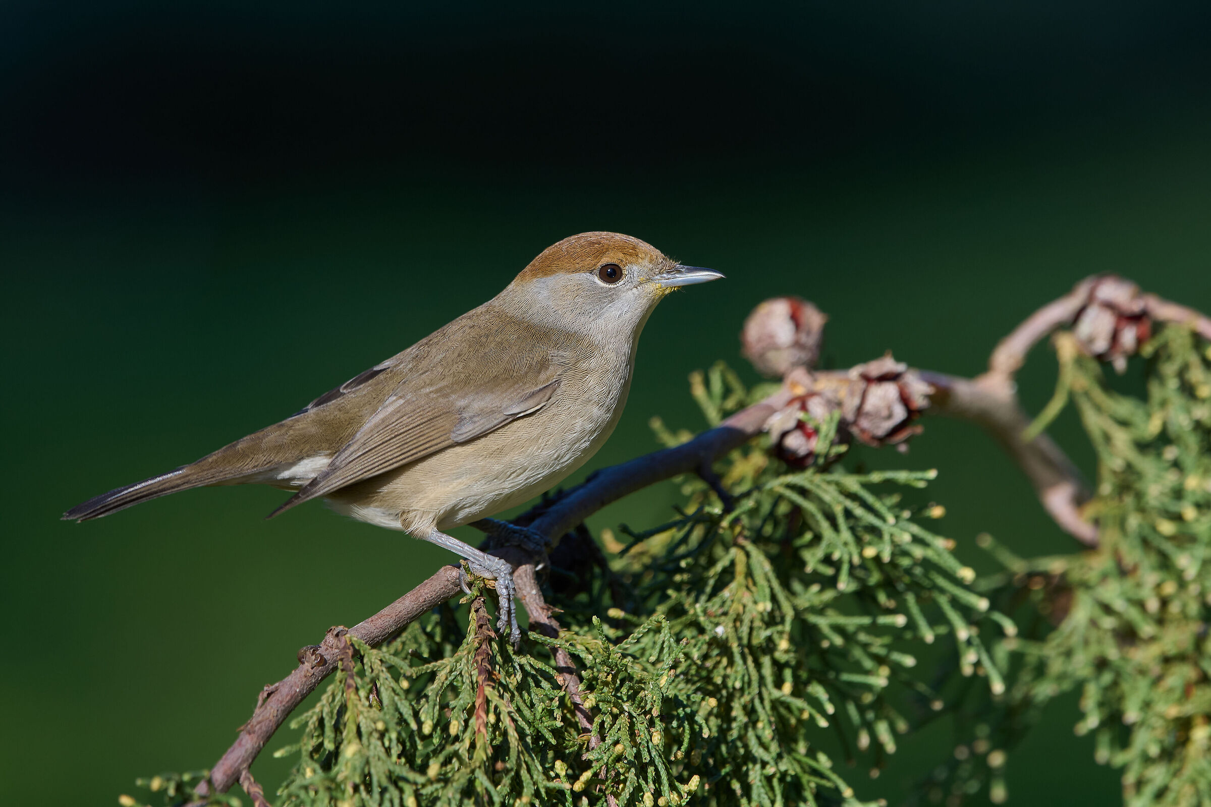 Capinera eurasiatica
