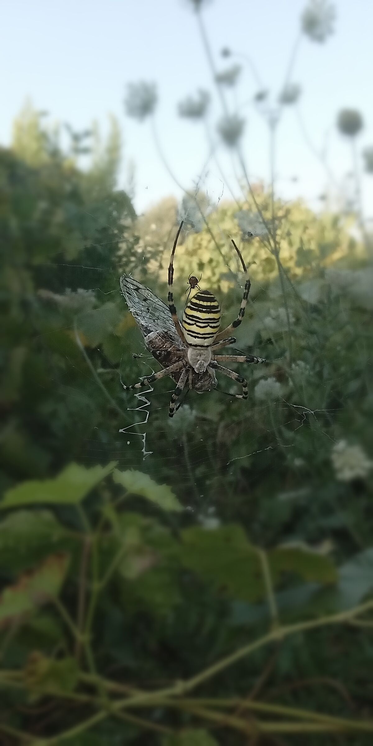 Wasp spider