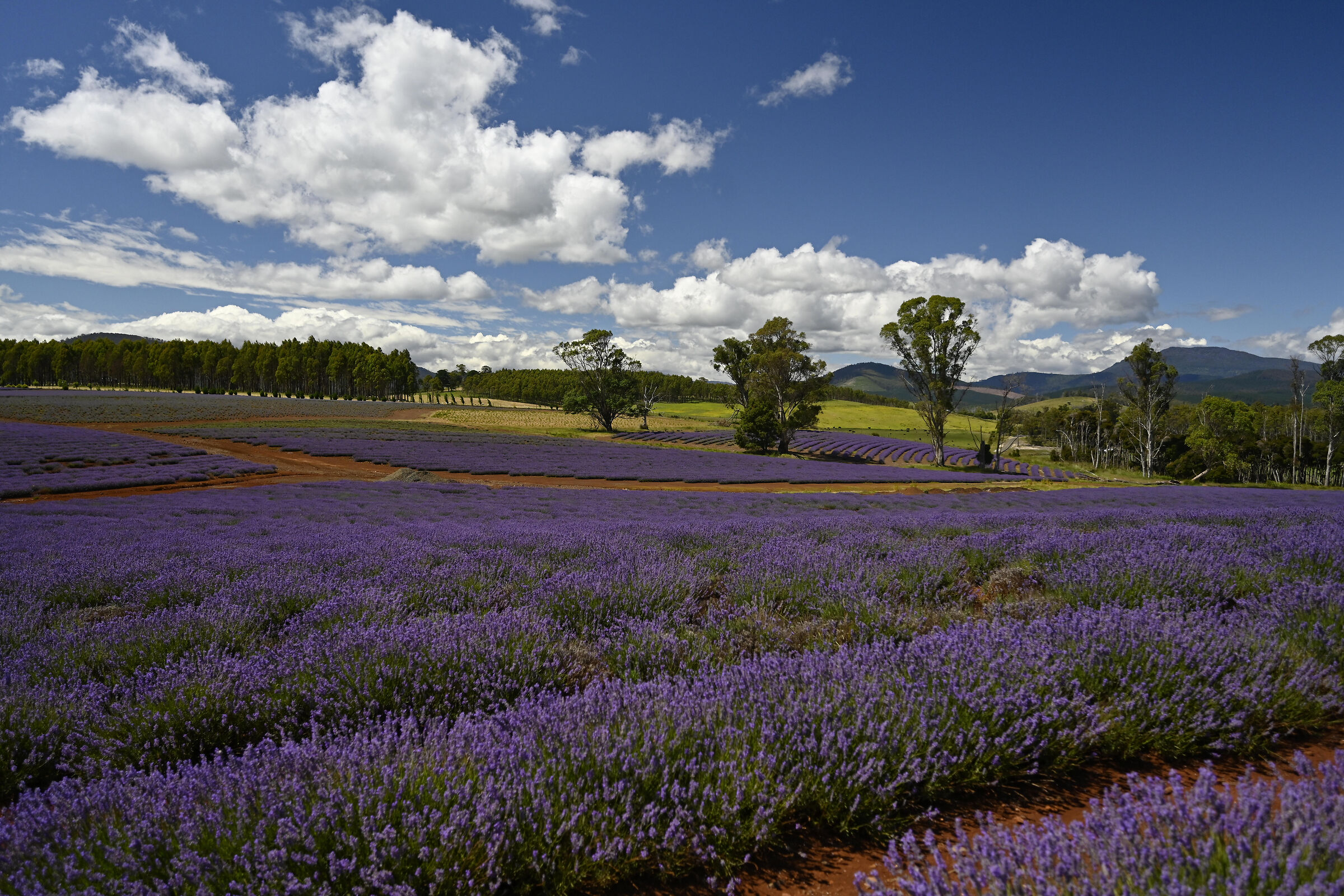 Lavender farm