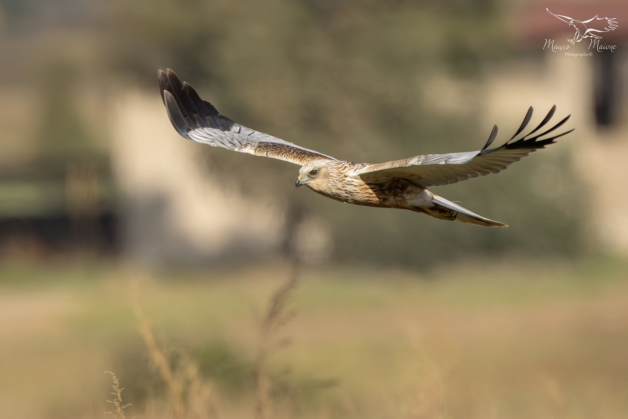 falco di palude maschio