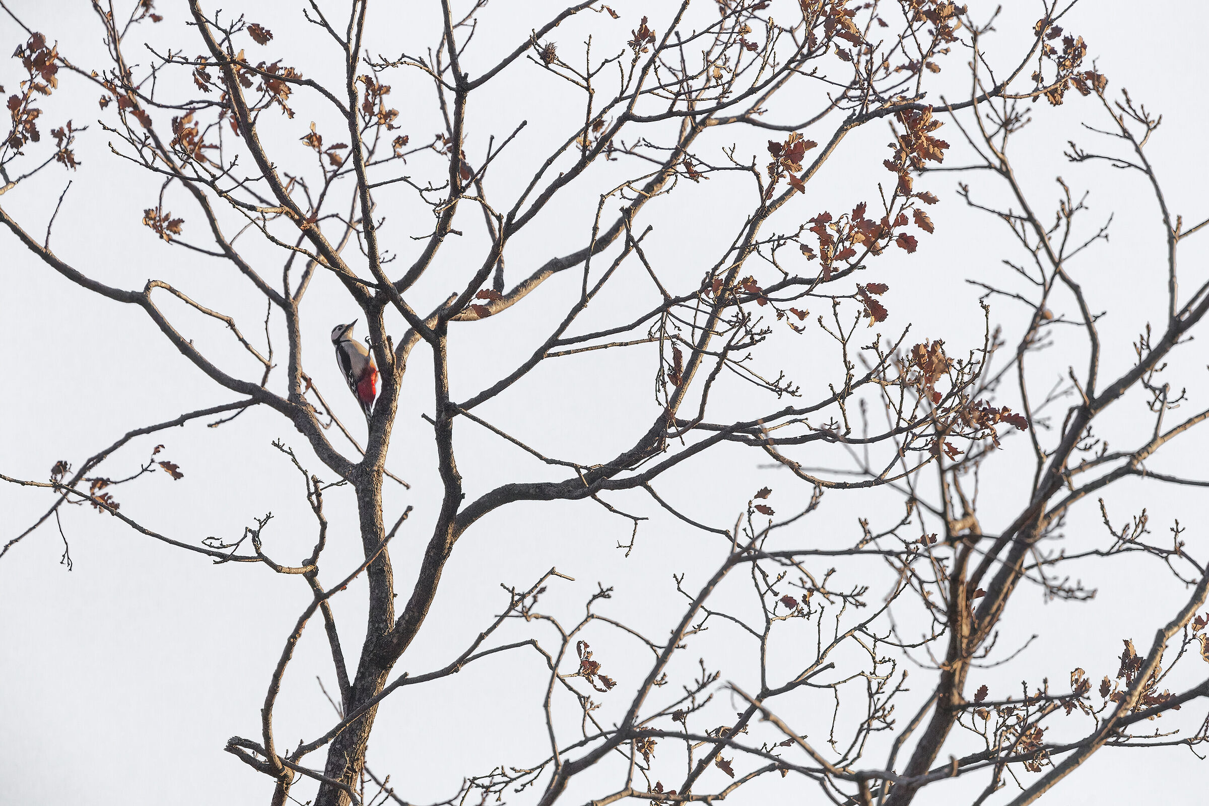 Picchio rosso maggiore