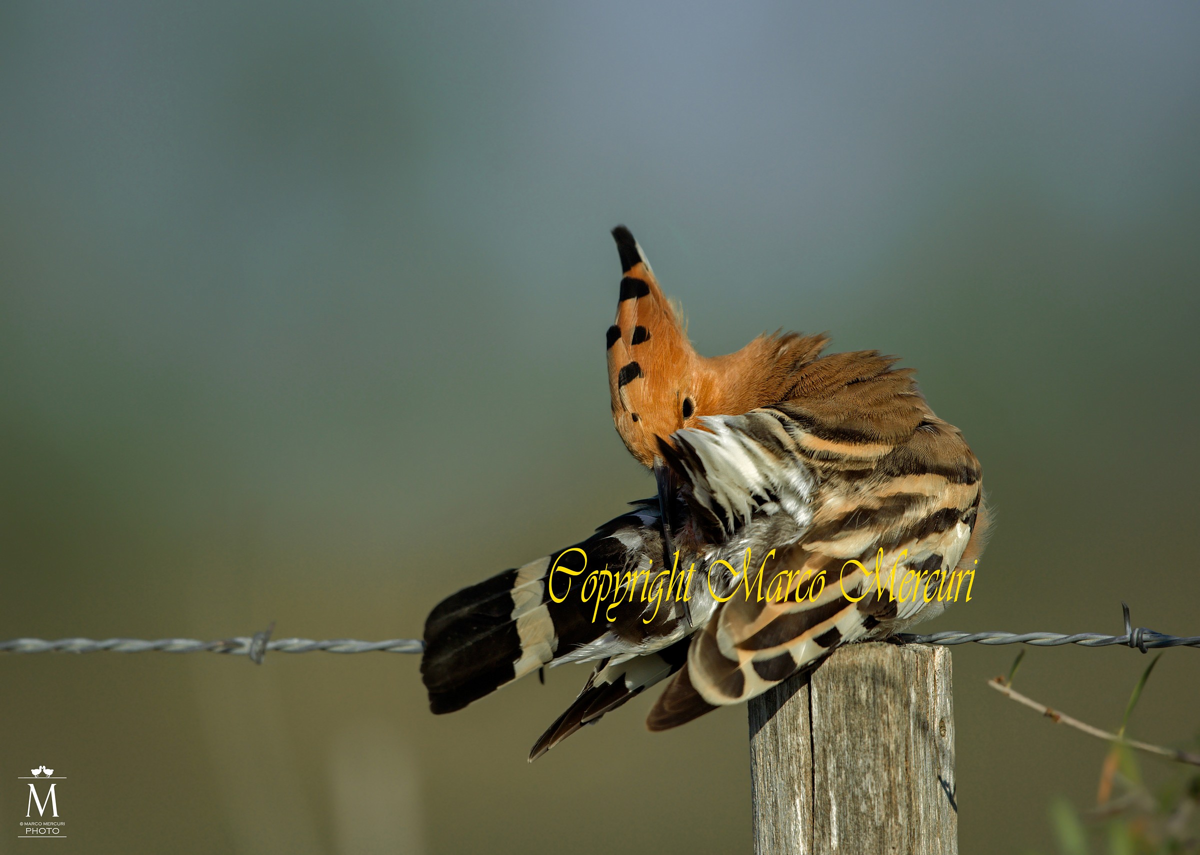 Hoopoe Rude!