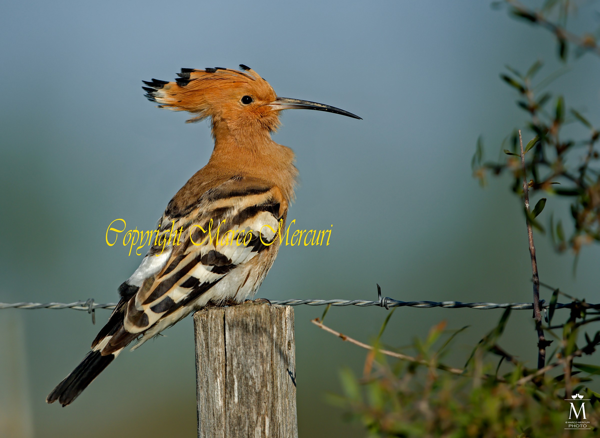 Hoopoe