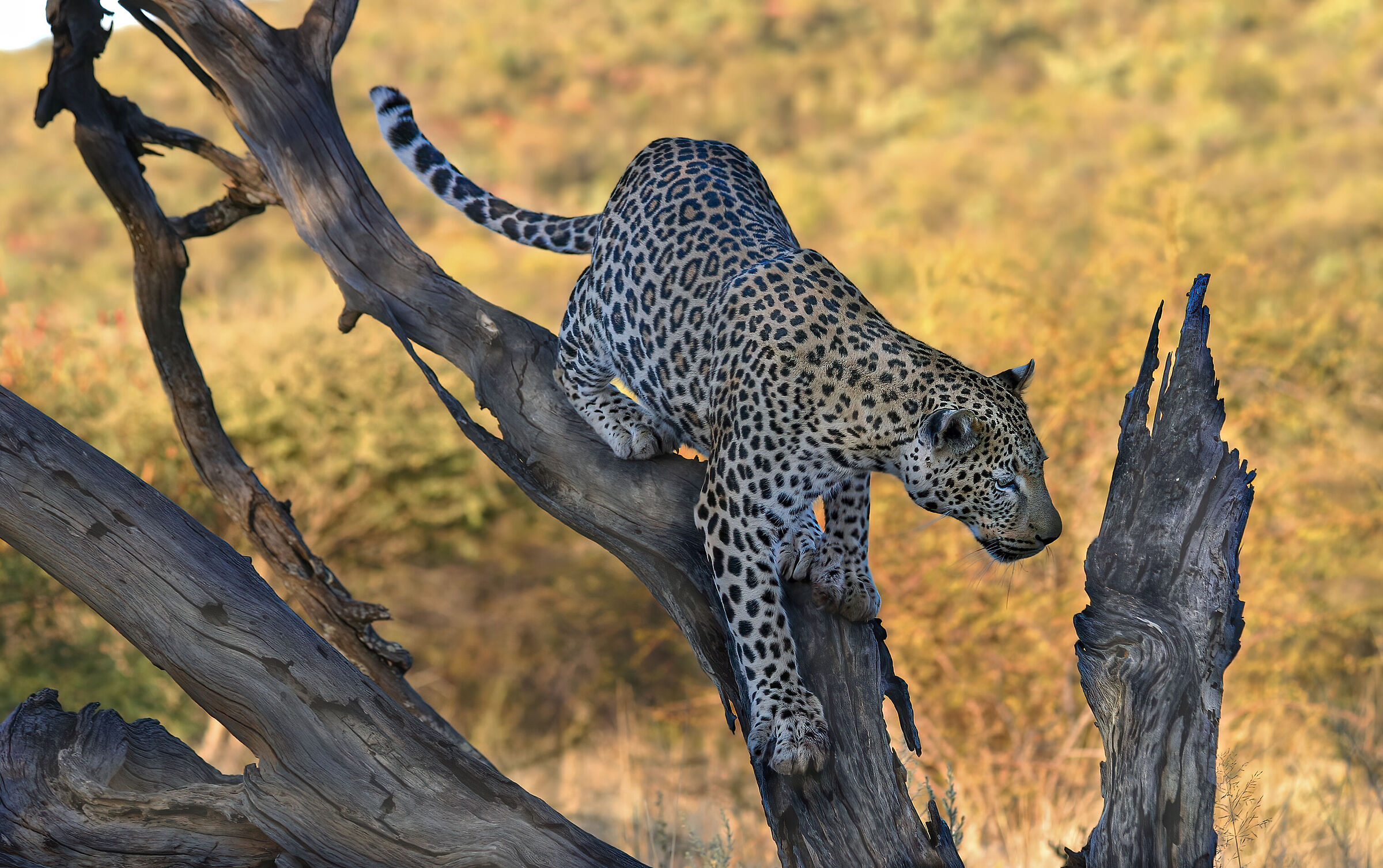 leopardo namibia