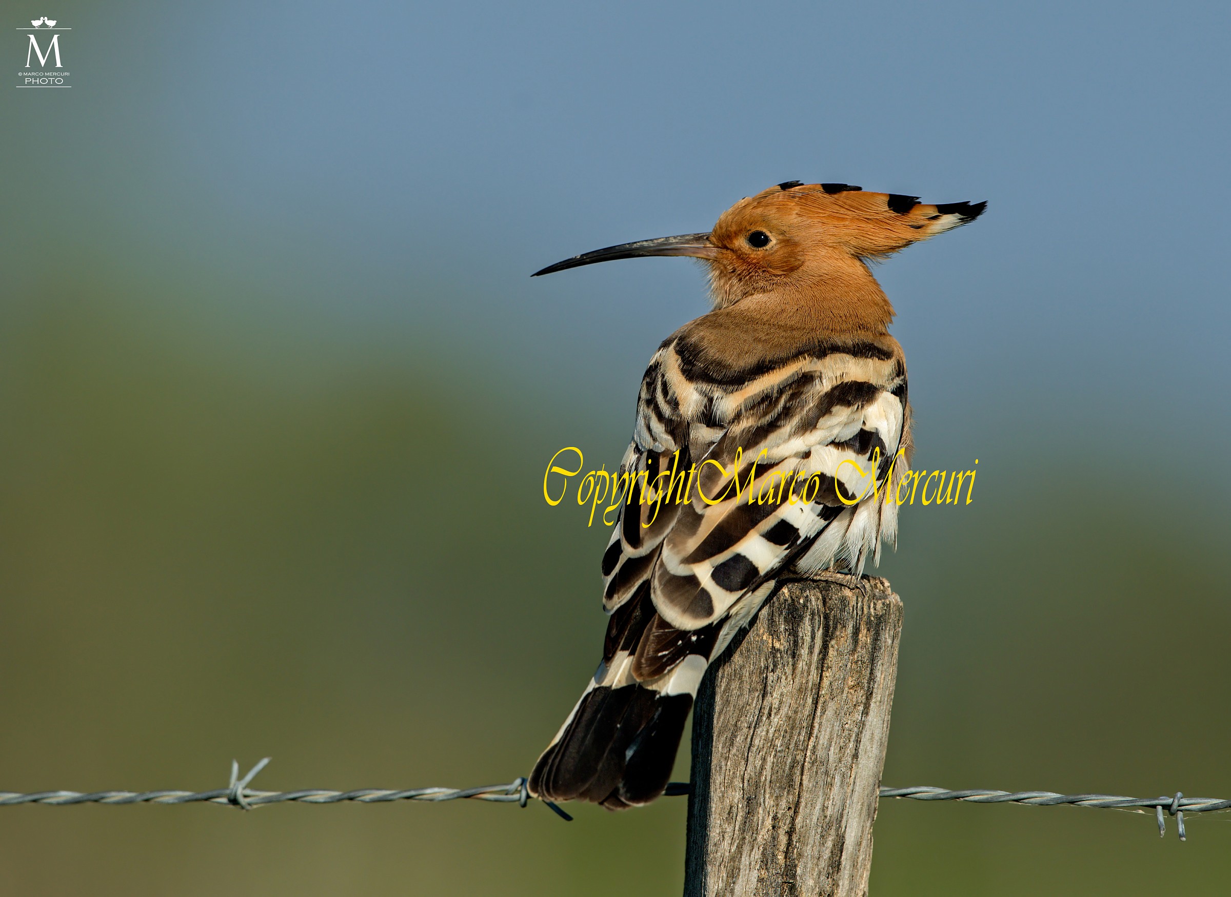 Hoopoe