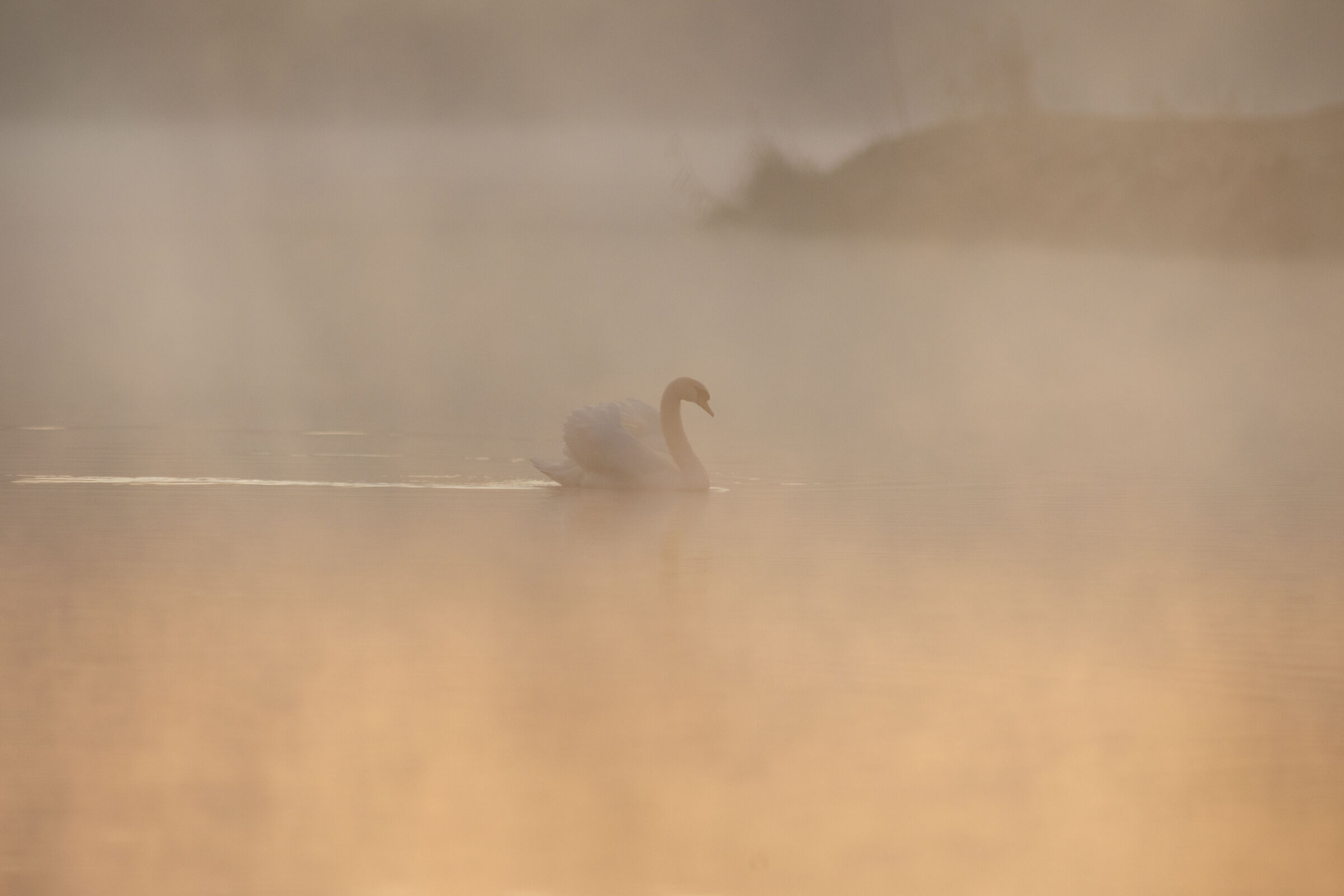dreaming golden swan