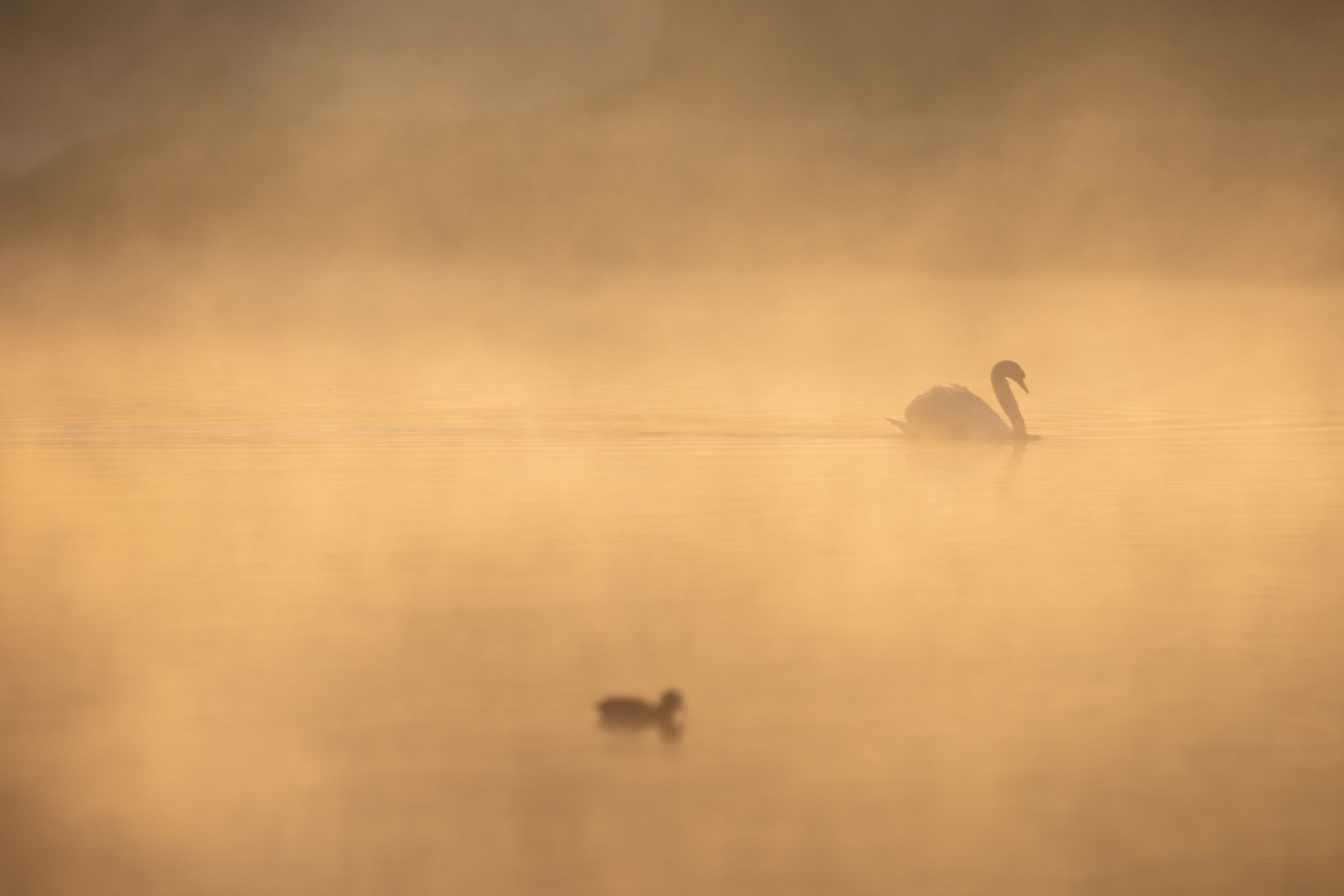 dreaming golden swan 2