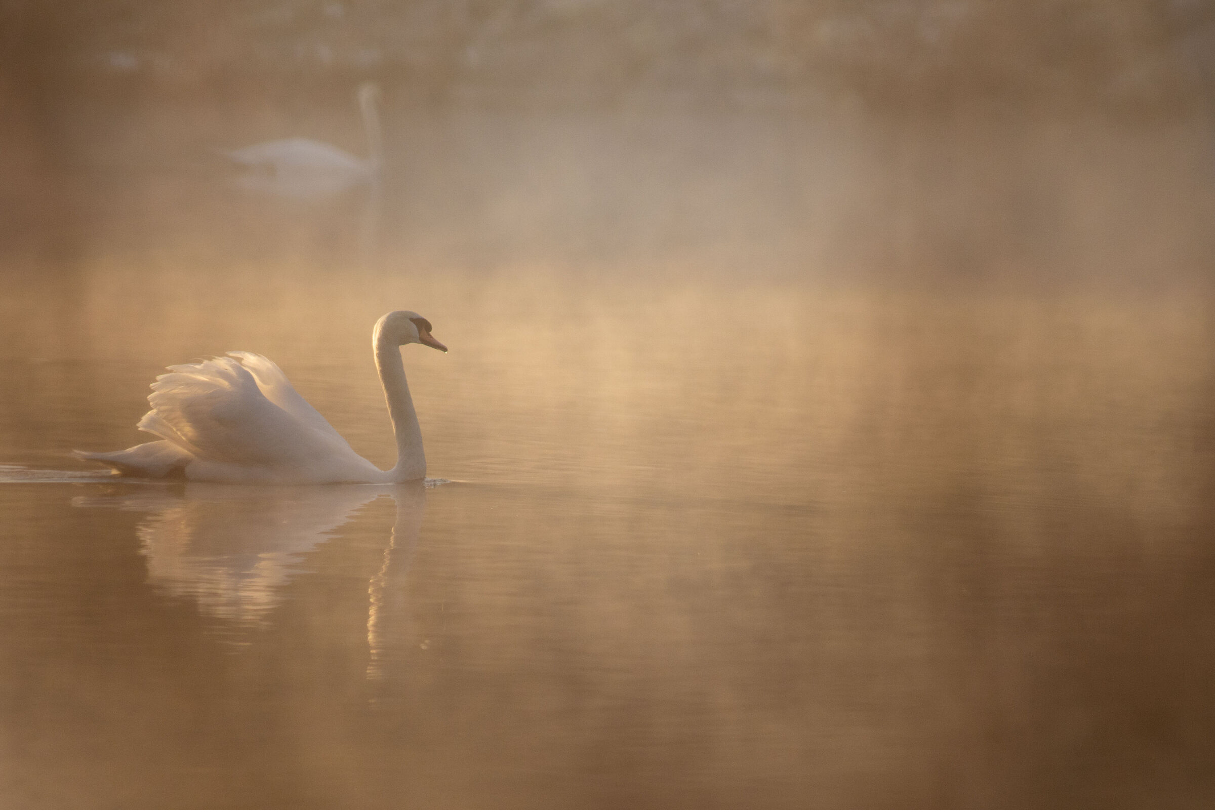 dreaming golden swan 3