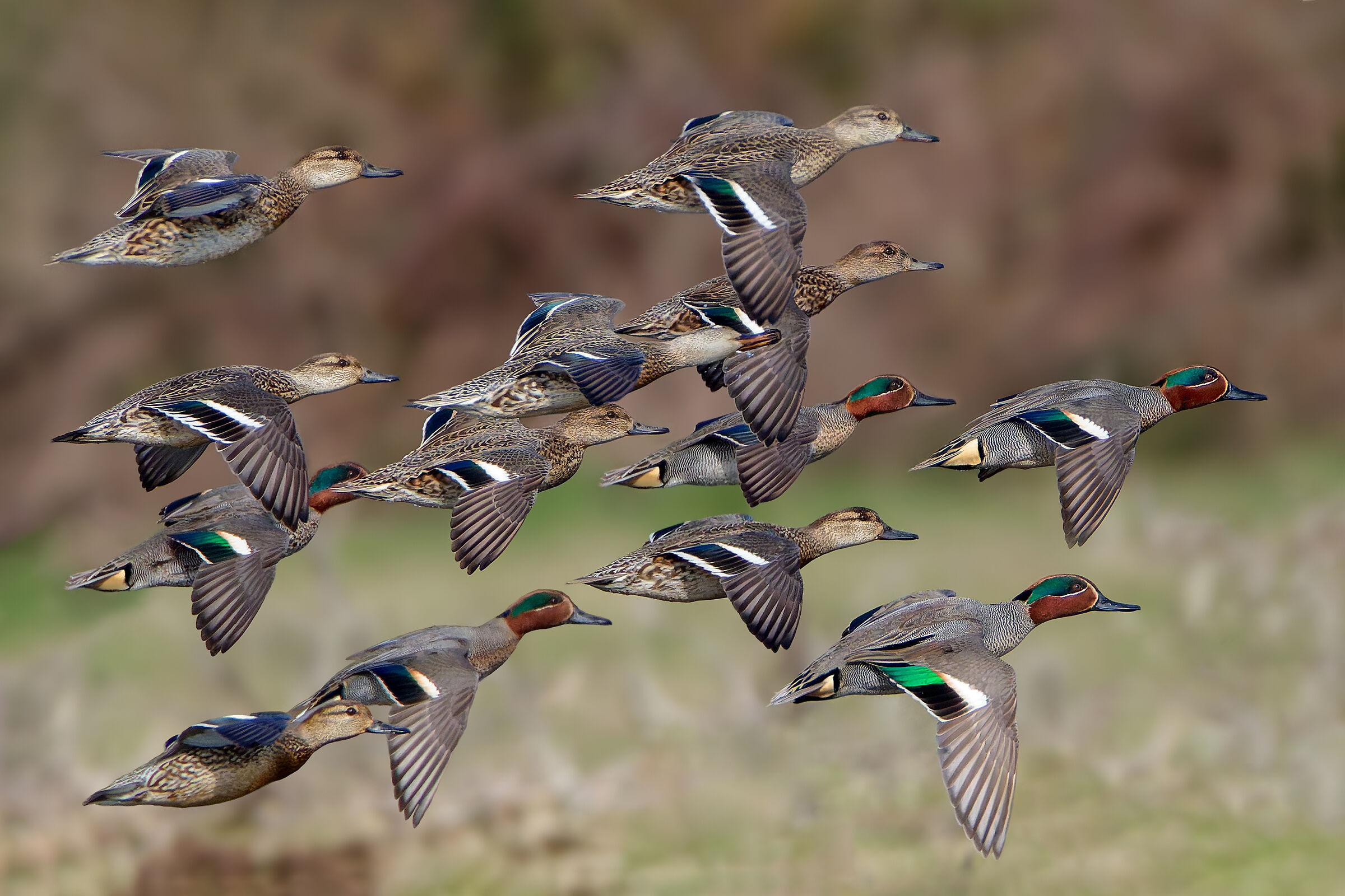 Teal
