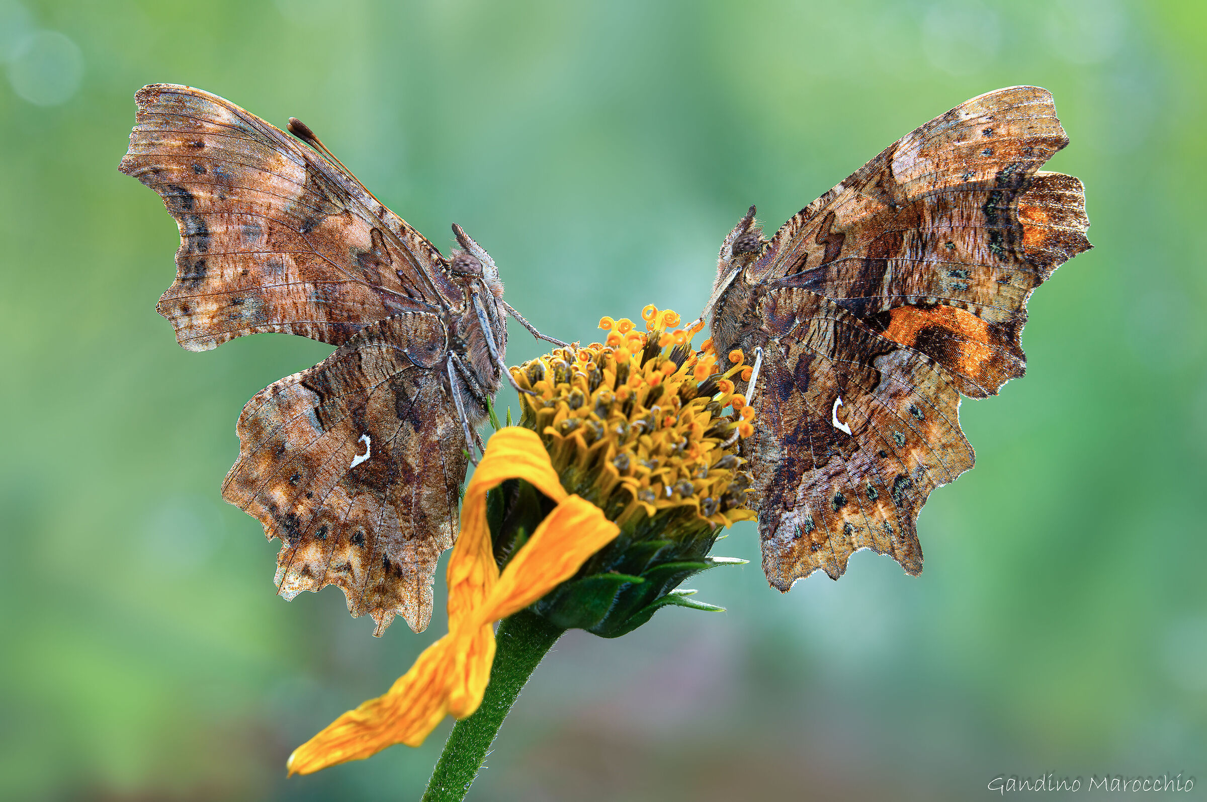 Double of Polygony c Album