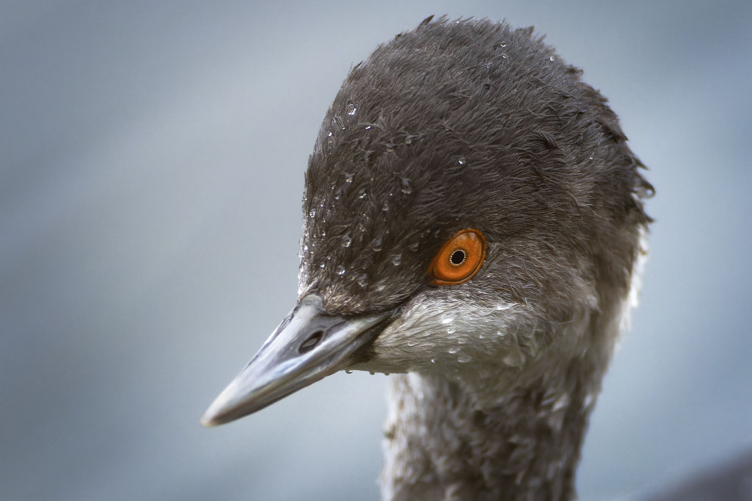 Black-necked grebe