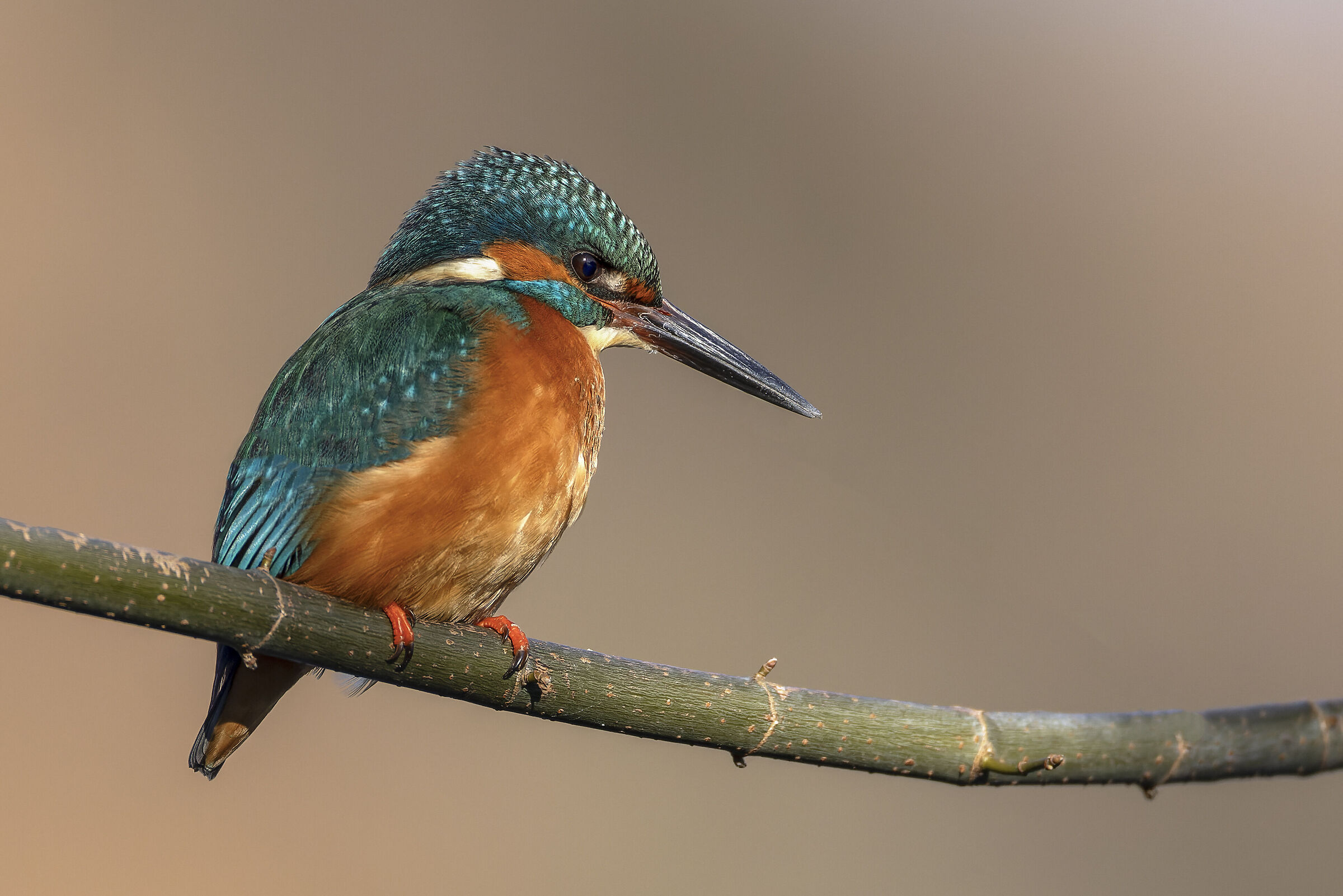 Kingfisher