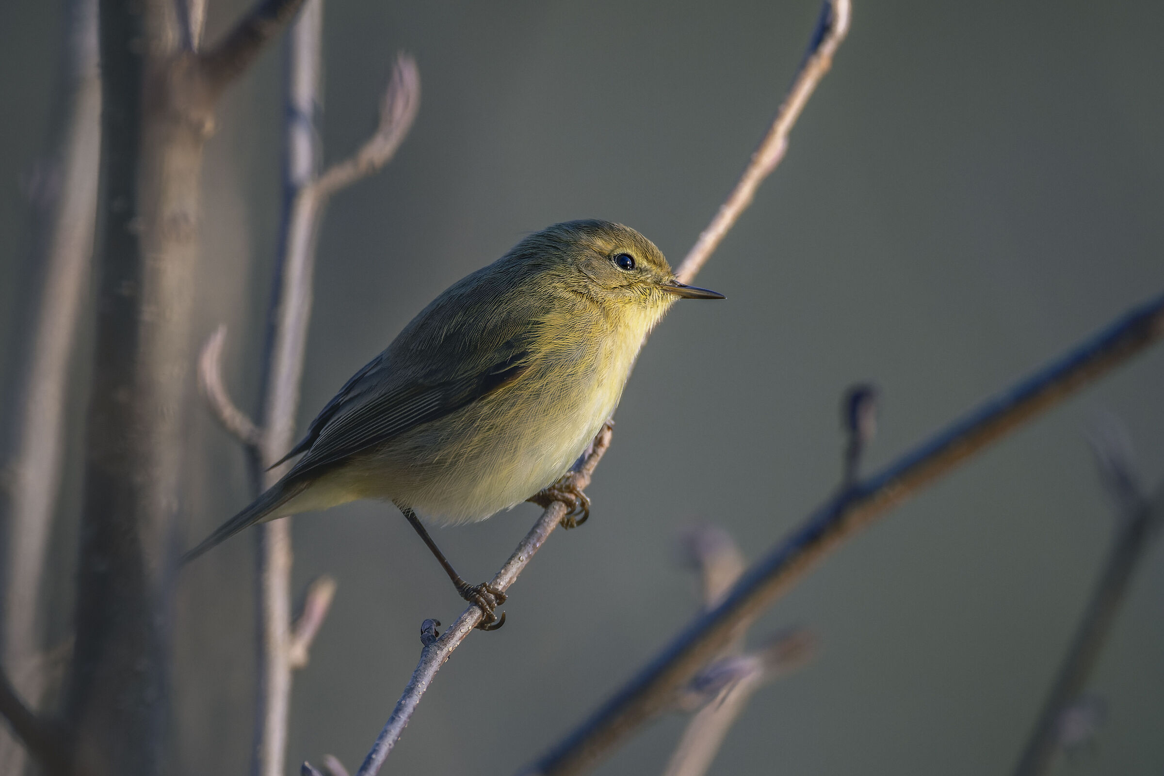 Chiffchaff