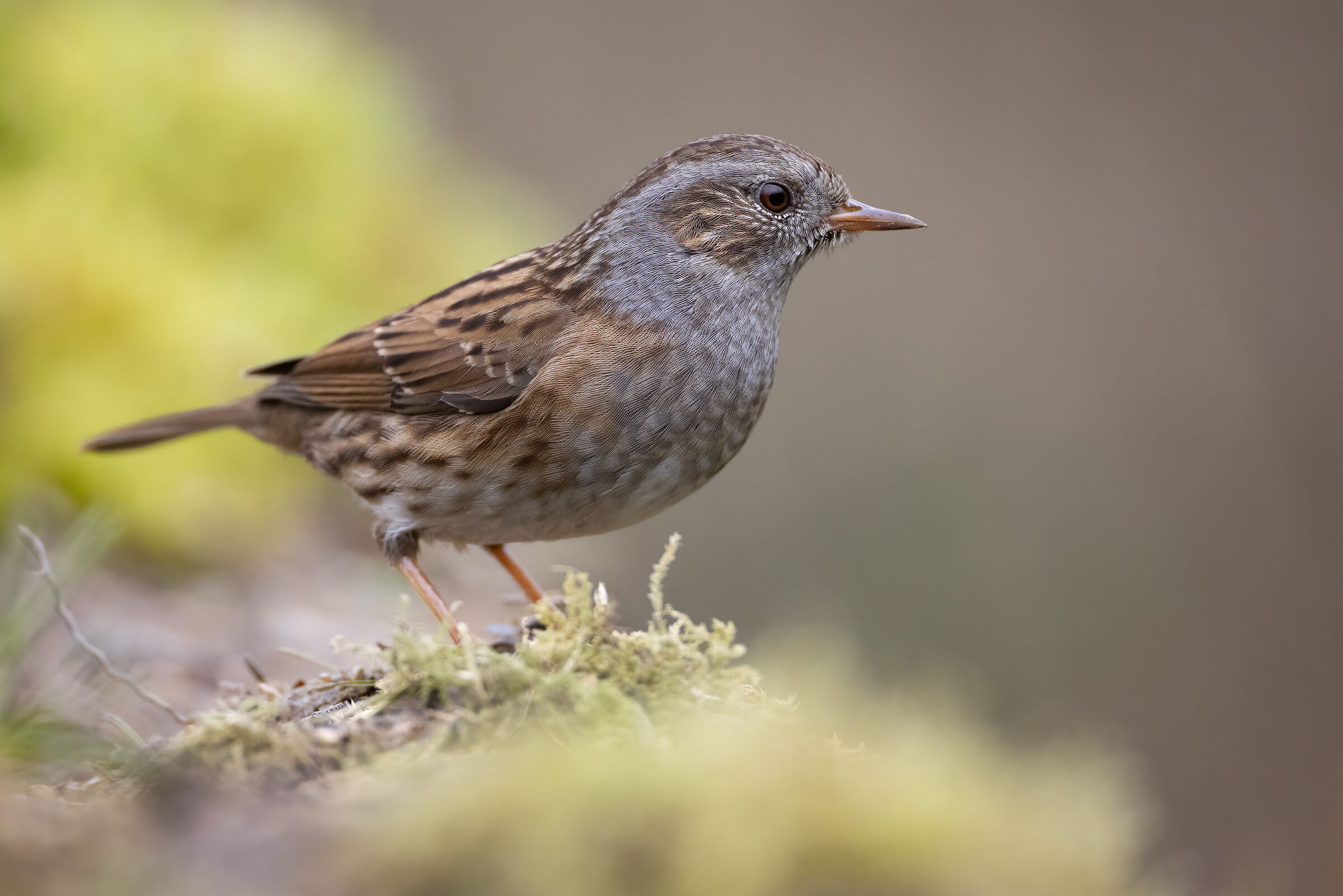 Dunnock