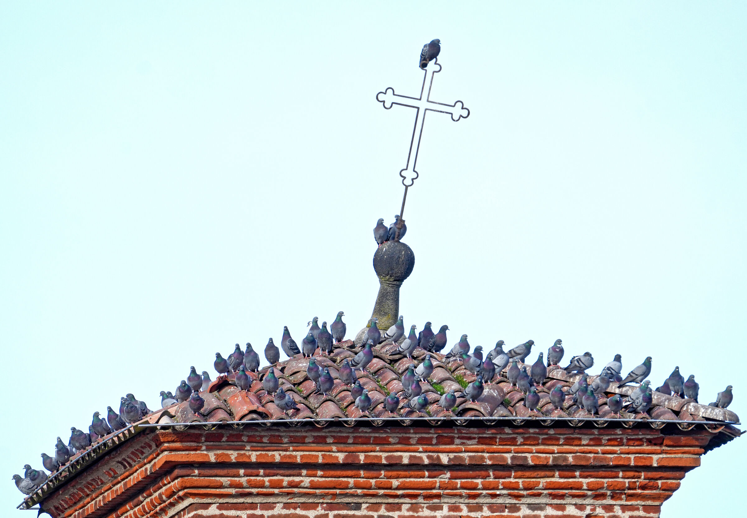 Raising the Flag on Gorgonzola