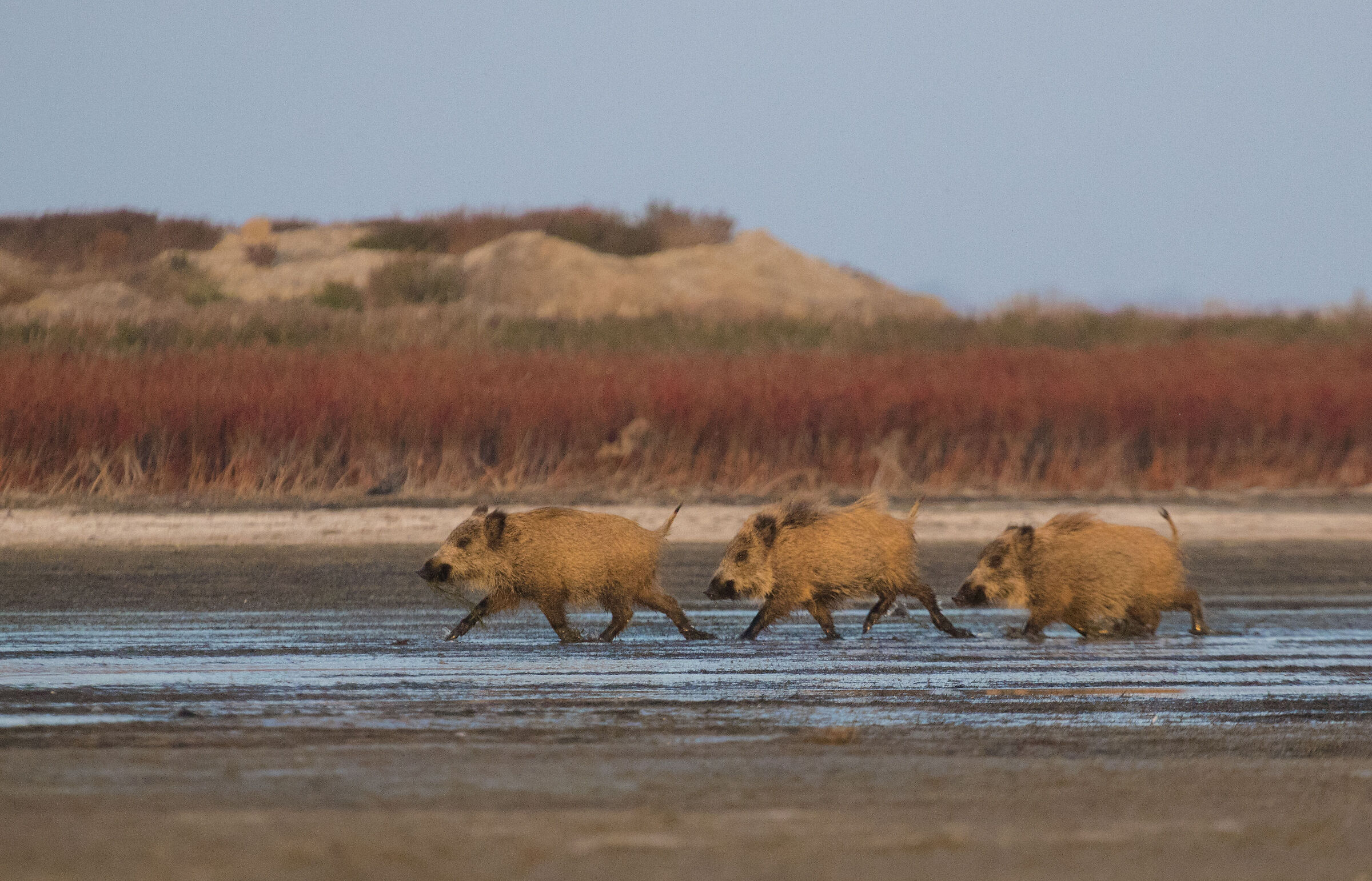 Wild boar