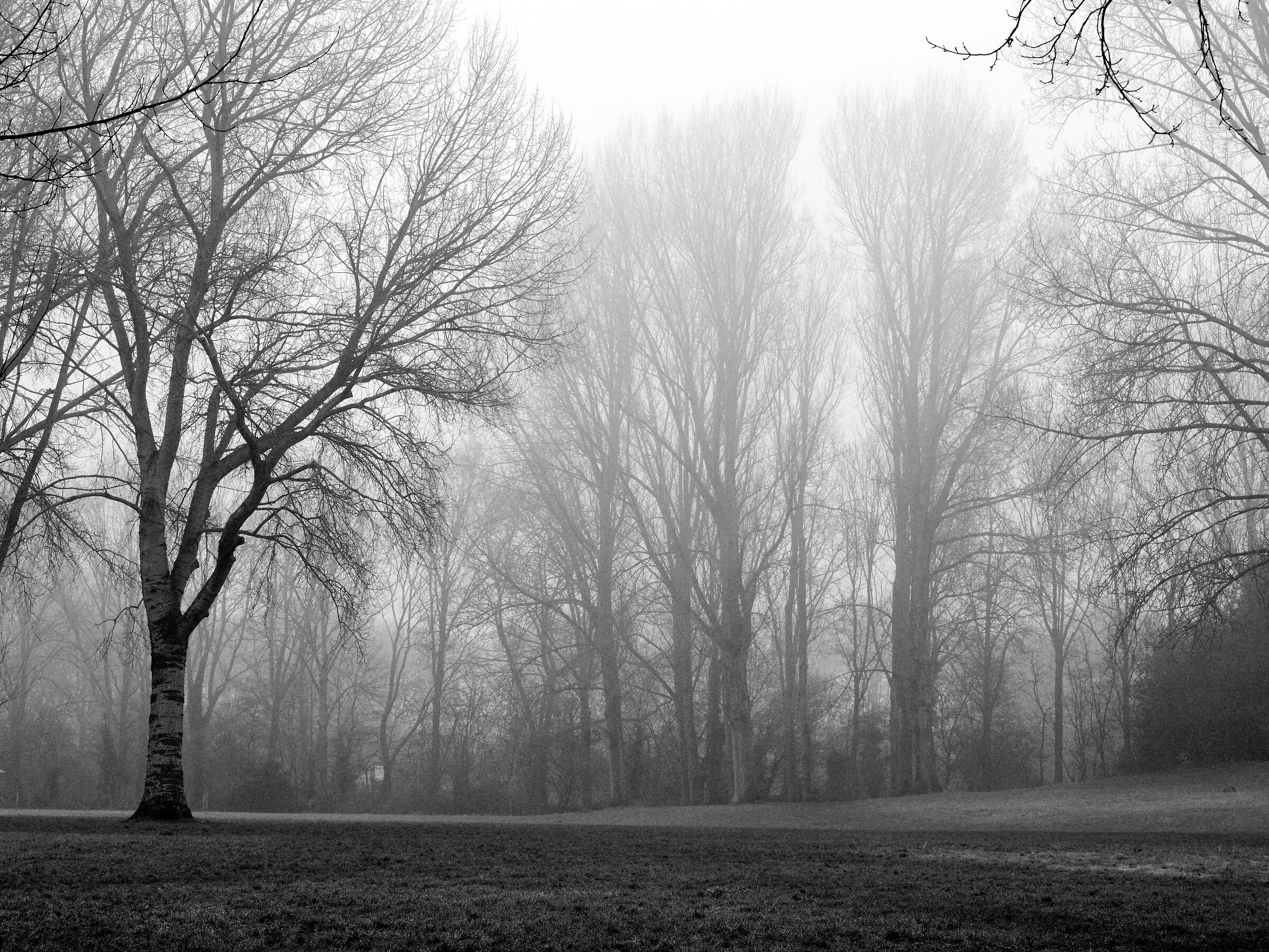 Trees in the fog