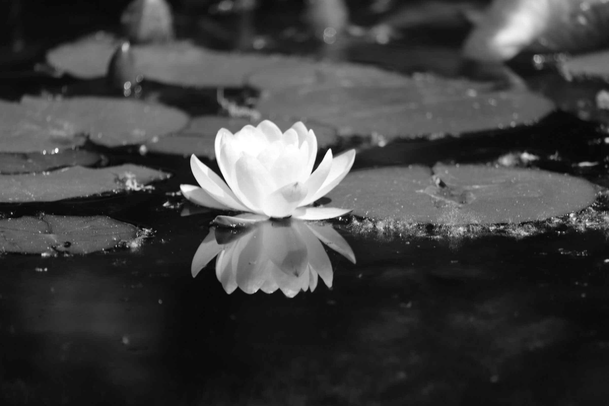Water lily