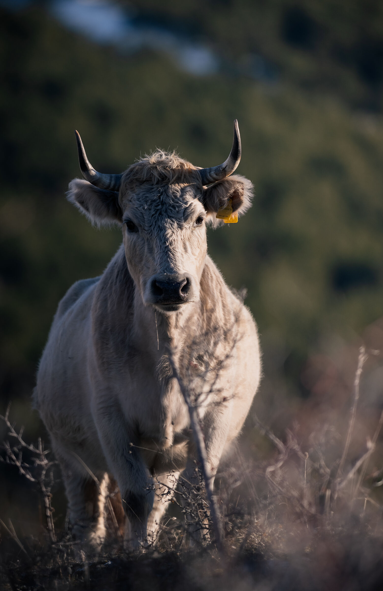Mucca