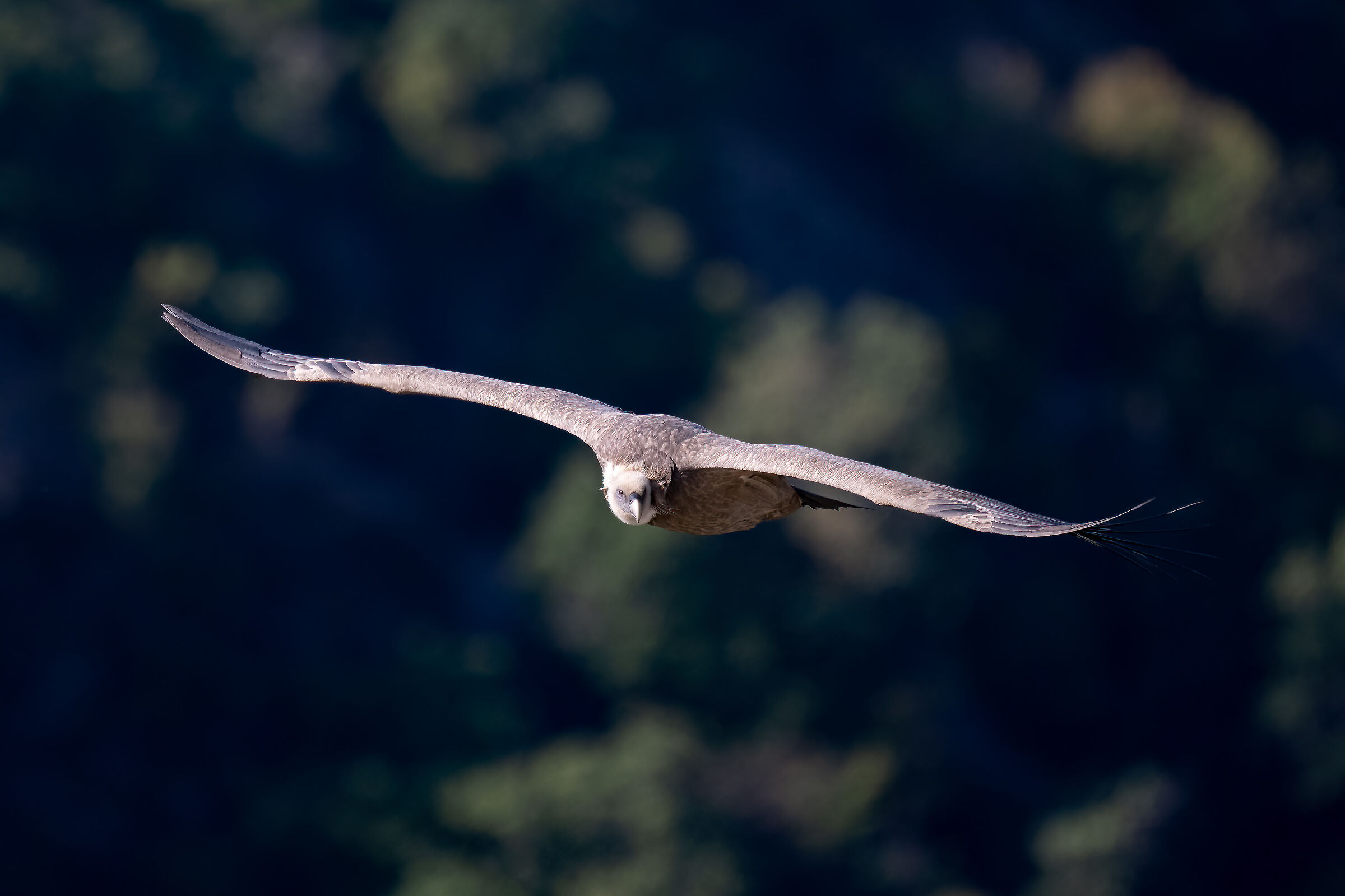 Griffin - Barronies Provencal