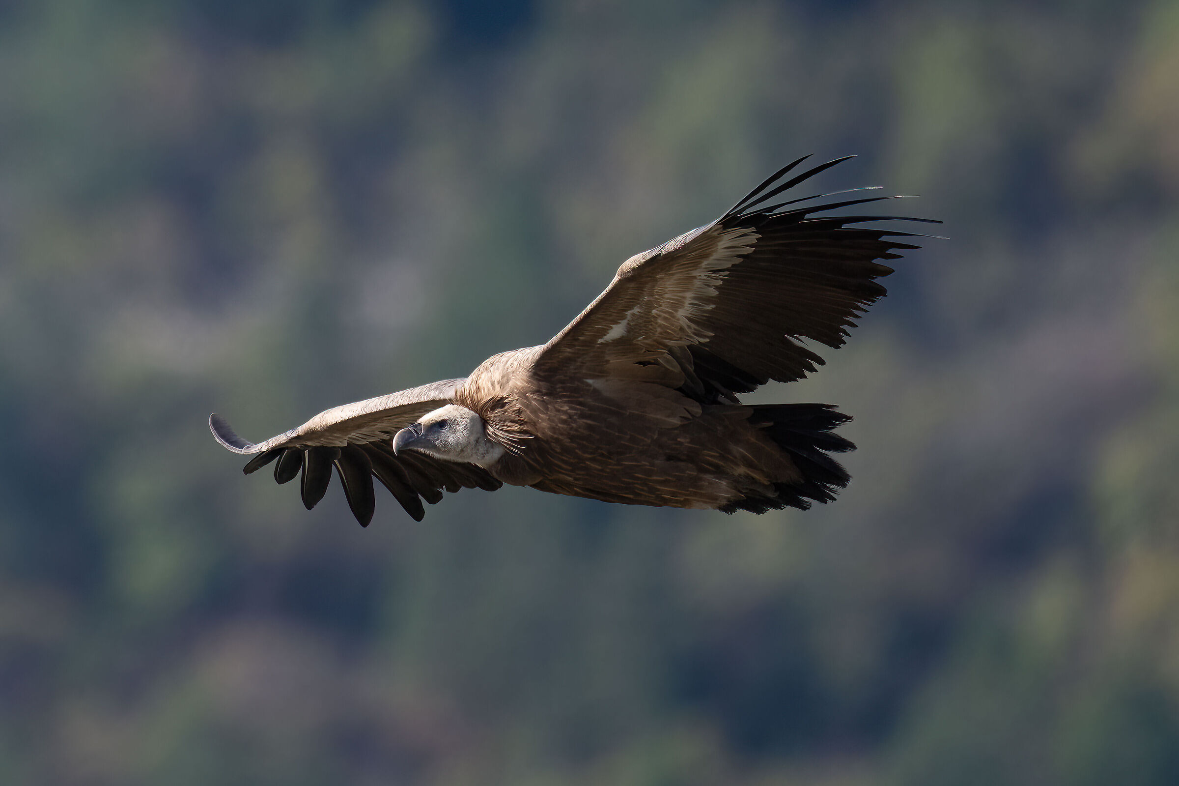 Griffin - Barronies Provencal