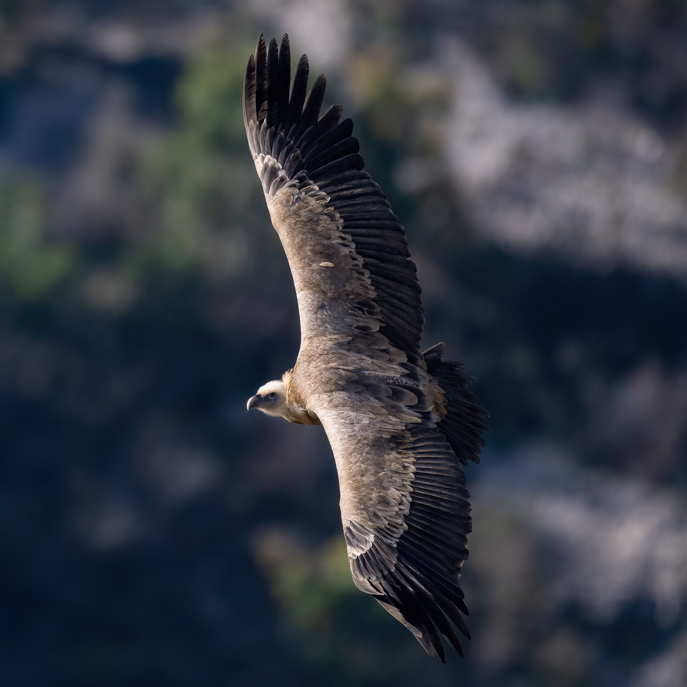 Griffin - Barronies Provencal