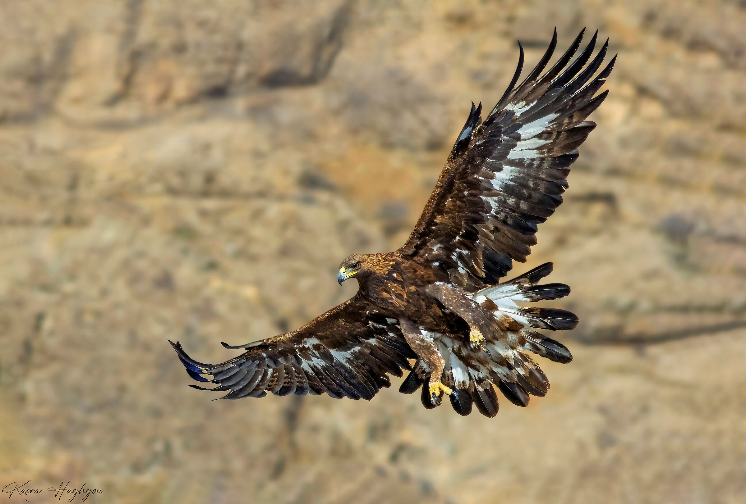 Golden eagle