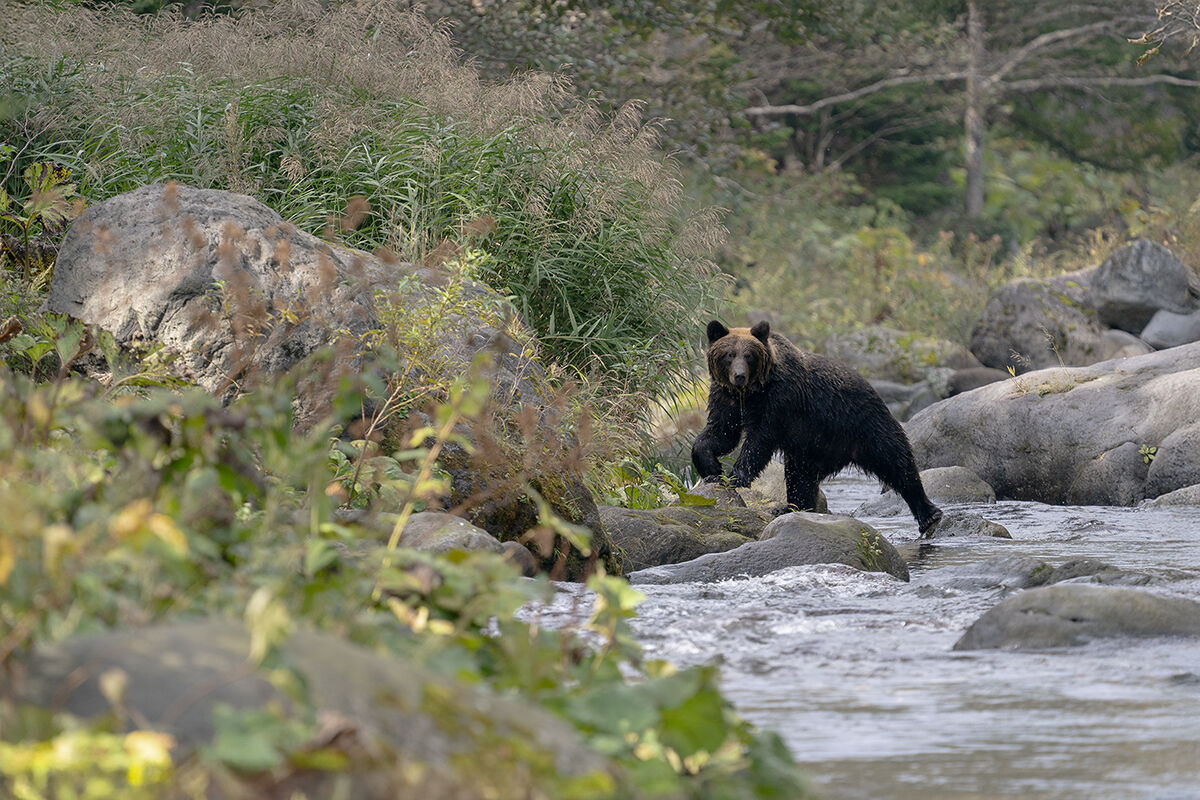 Hokkaido Grizzly Bear