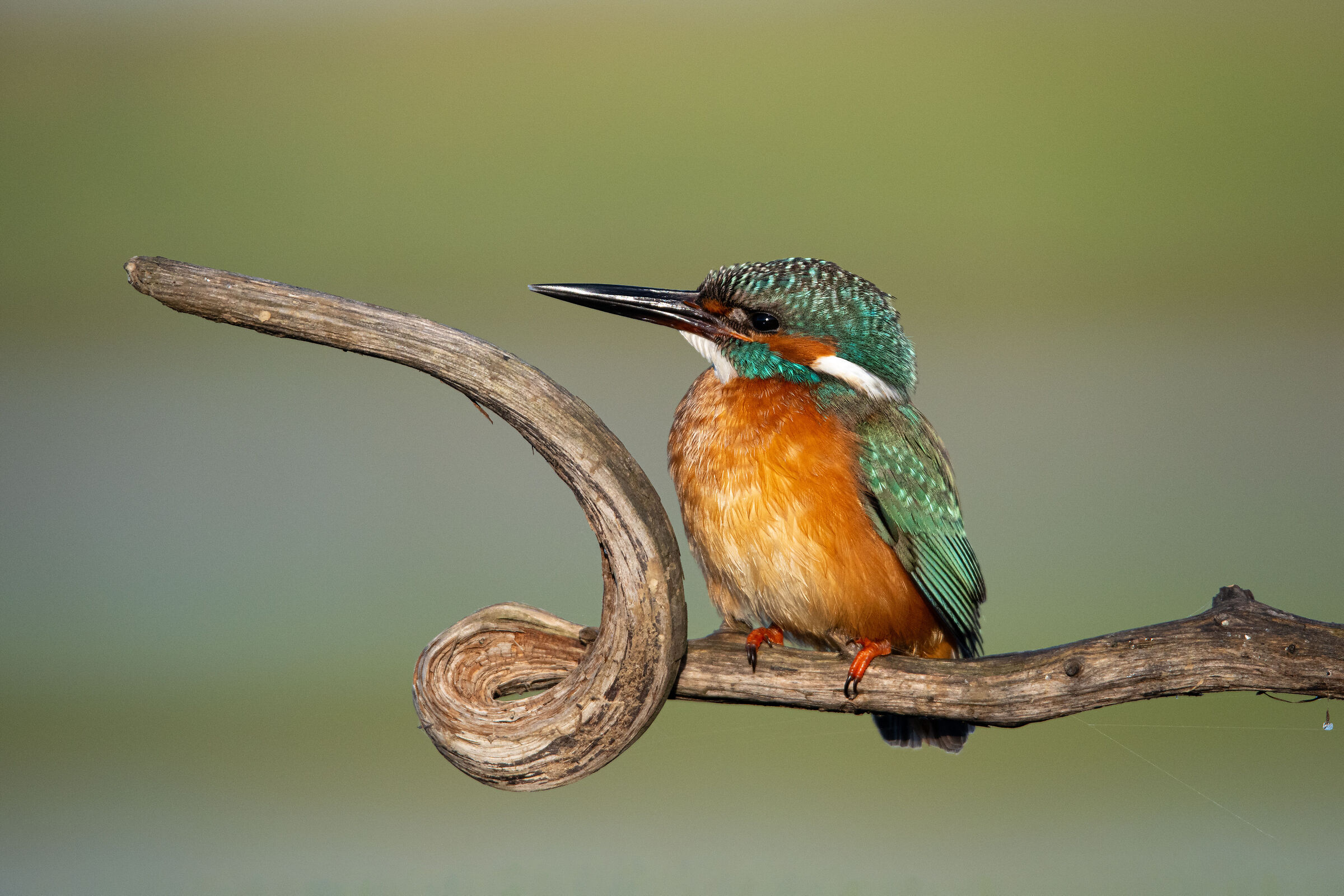 Kingfisher
