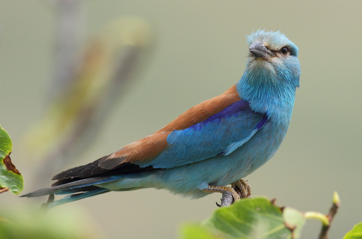 European Roller