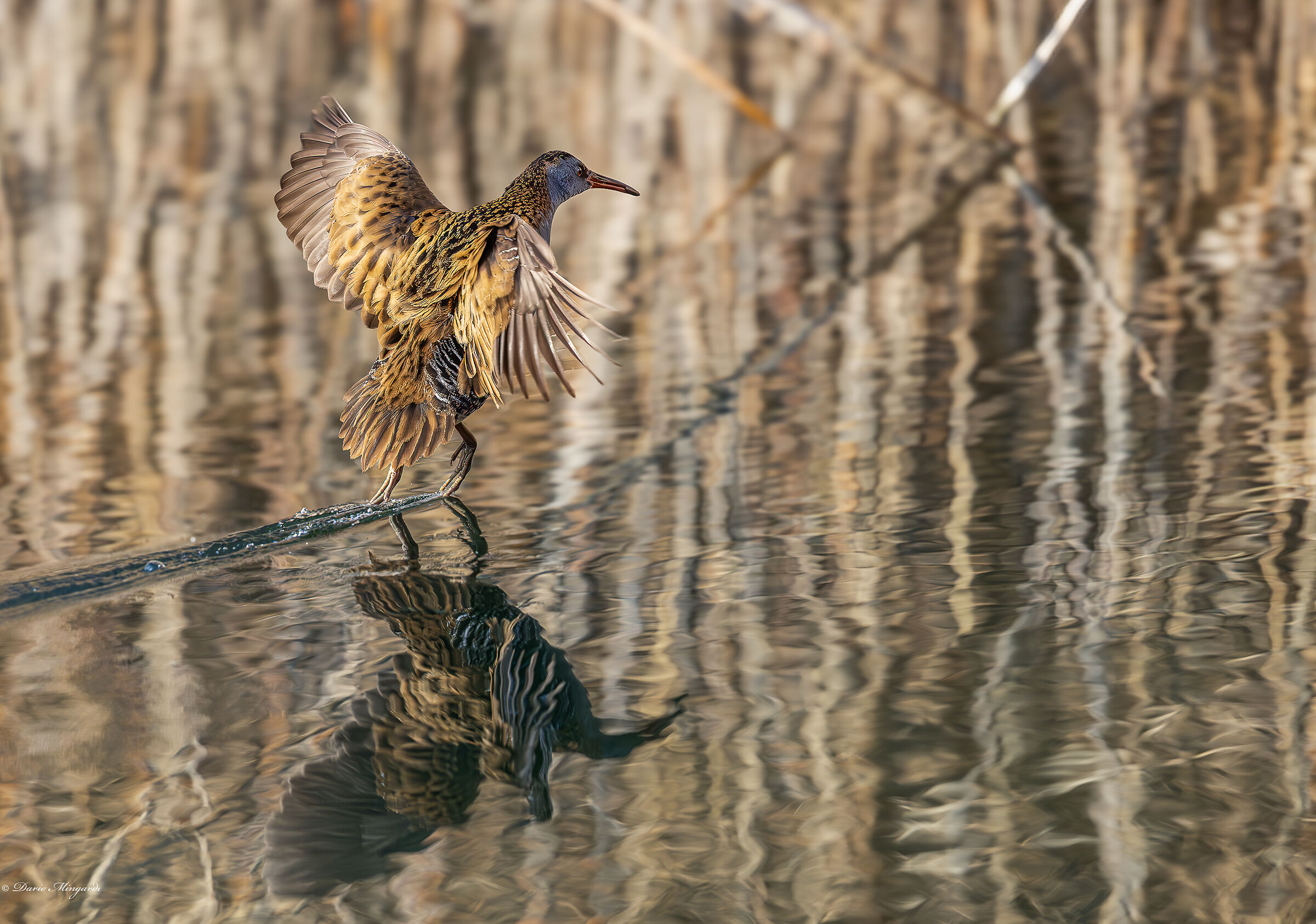 Porciglione   Rallus acquaticus