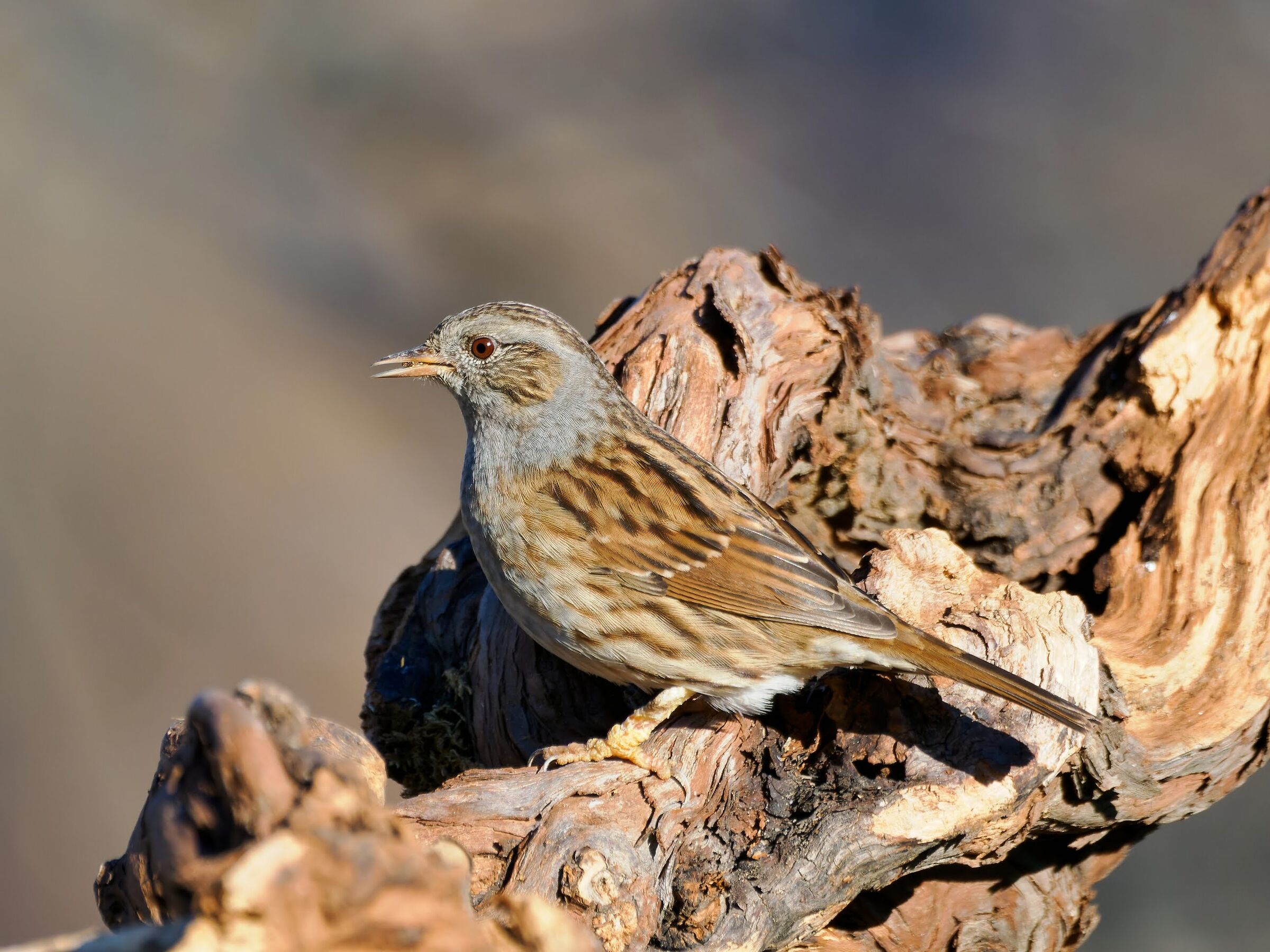 Dunnock