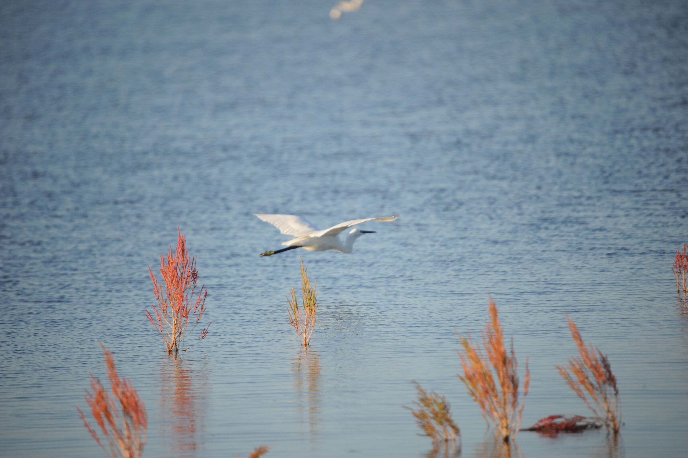 Nikon d810 lens Nikon 200 500 f5.6