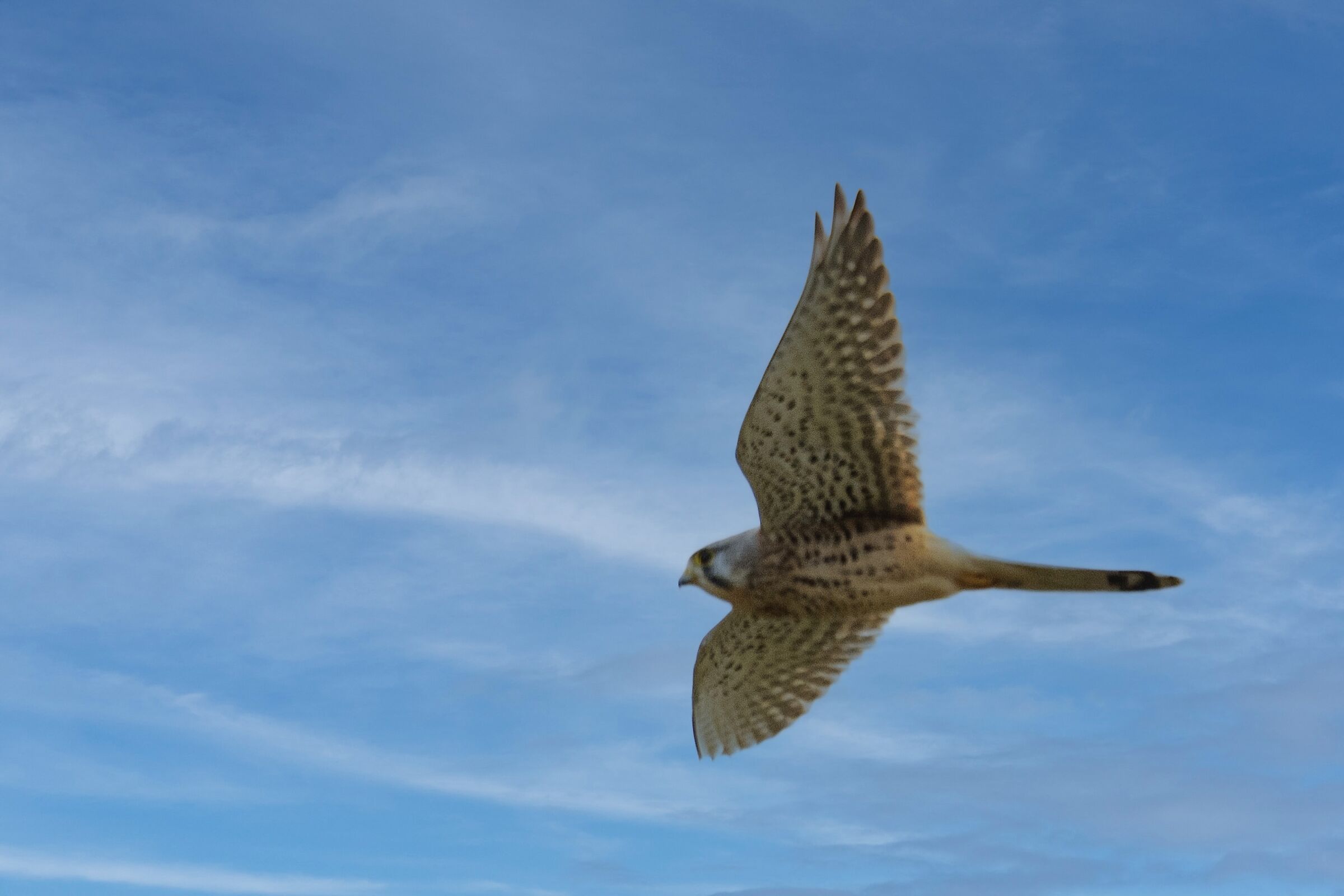 Nikon d810 lens Nikon 200 500 f5.6