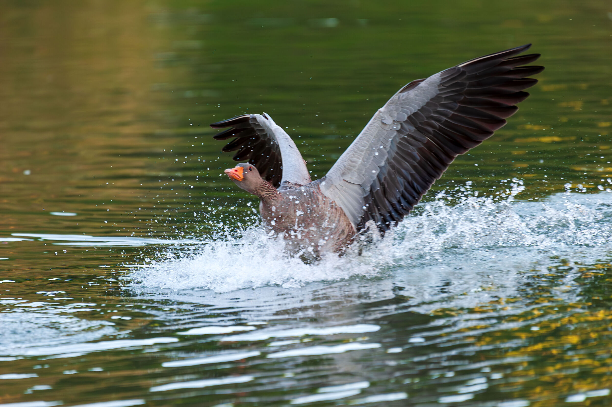 Nikon d810 lens Nikon 200 500 f5.6