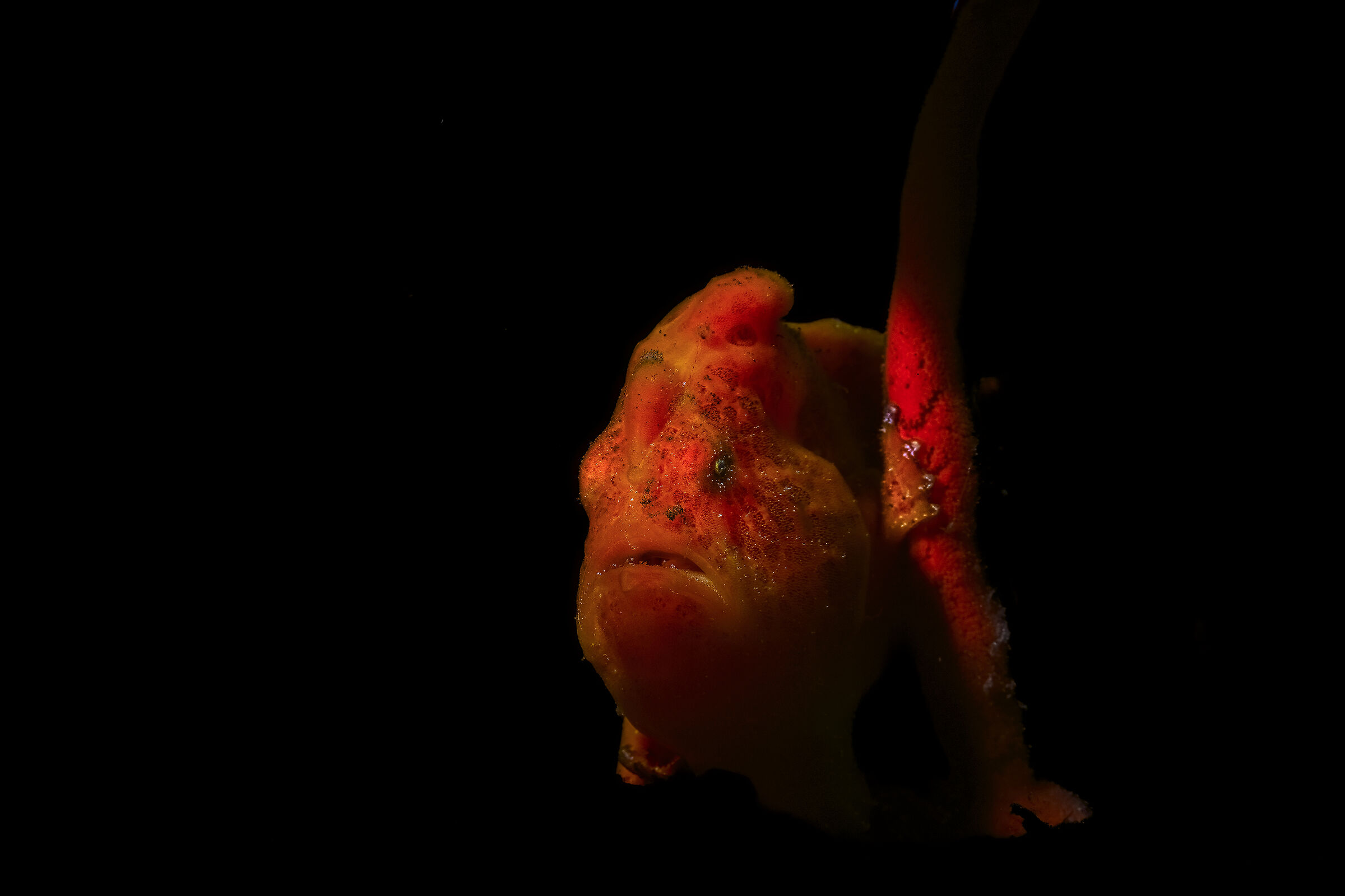 frog fish Antennarius sp. z o.o. Bali , Tulamben
