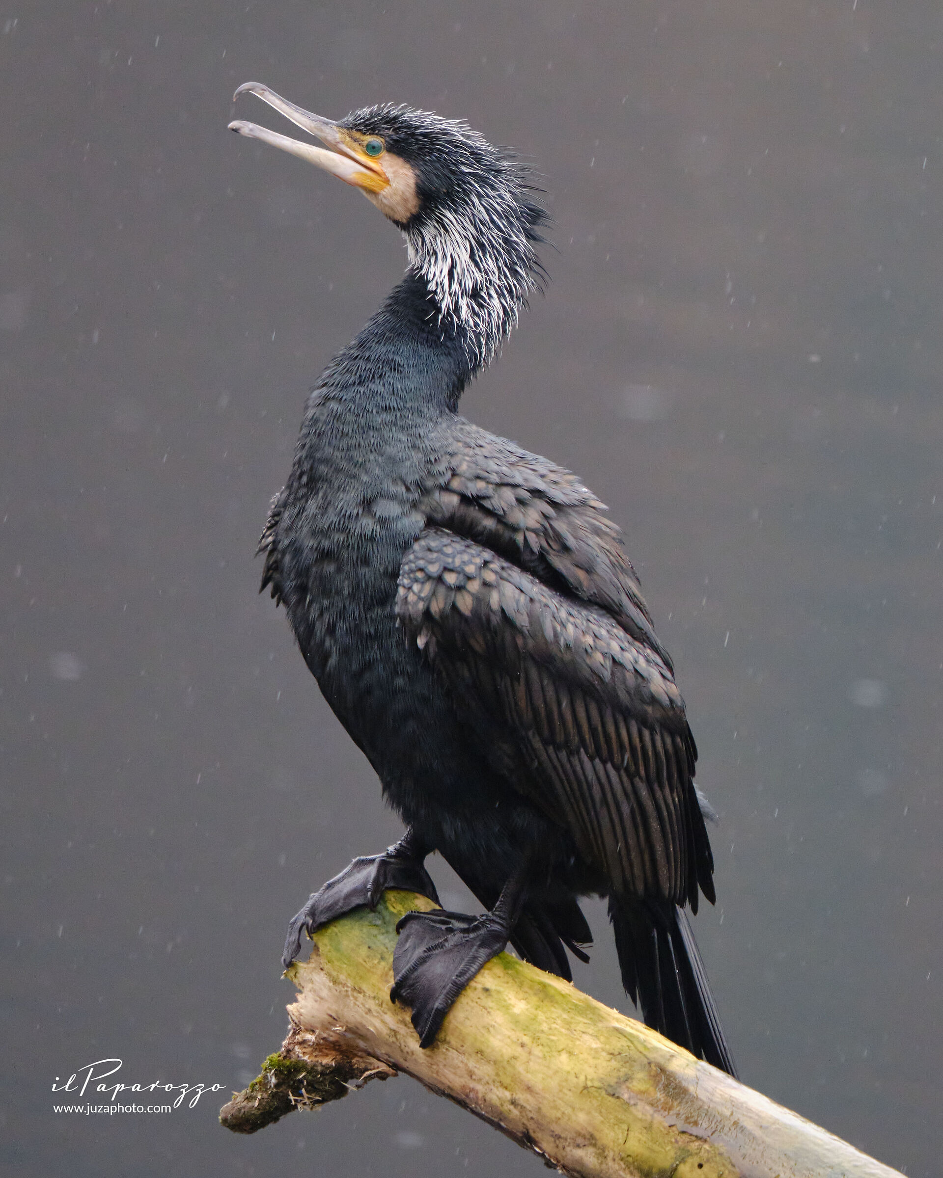 Cormorano