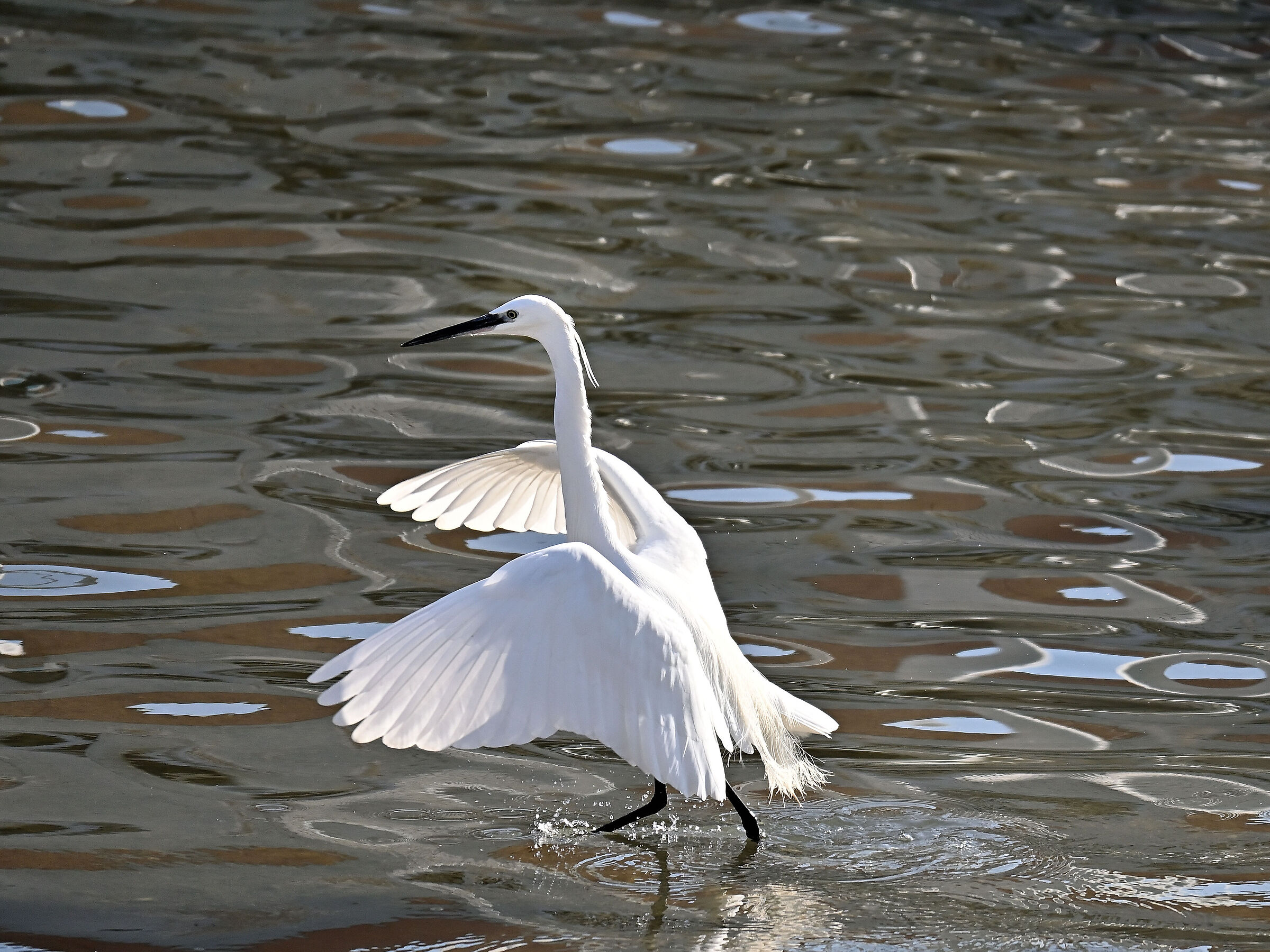 Egret