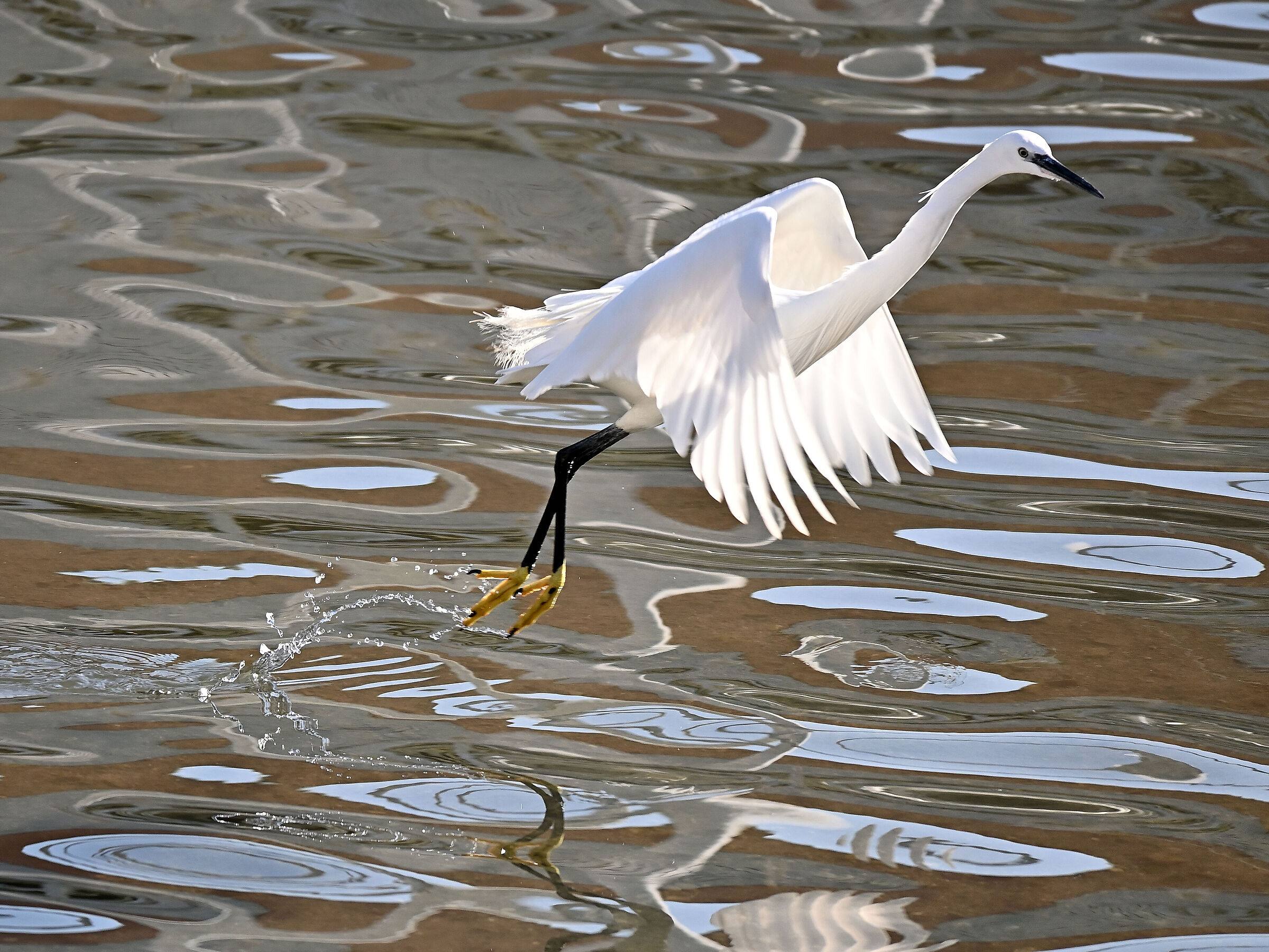 Egret