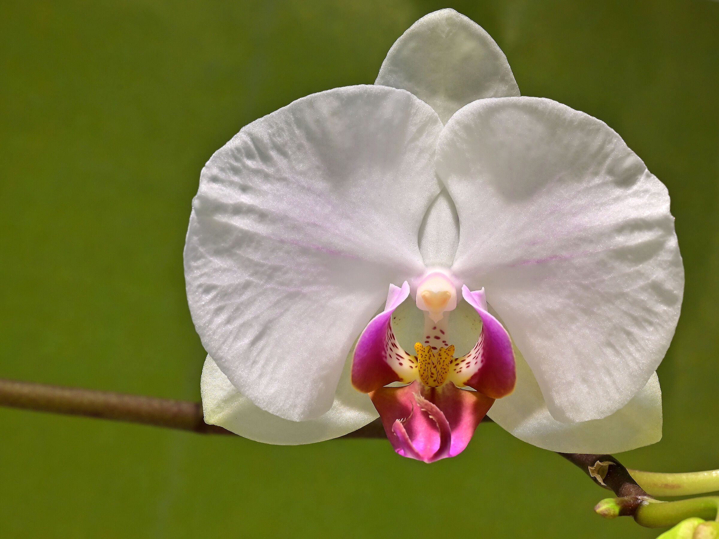 Orchid