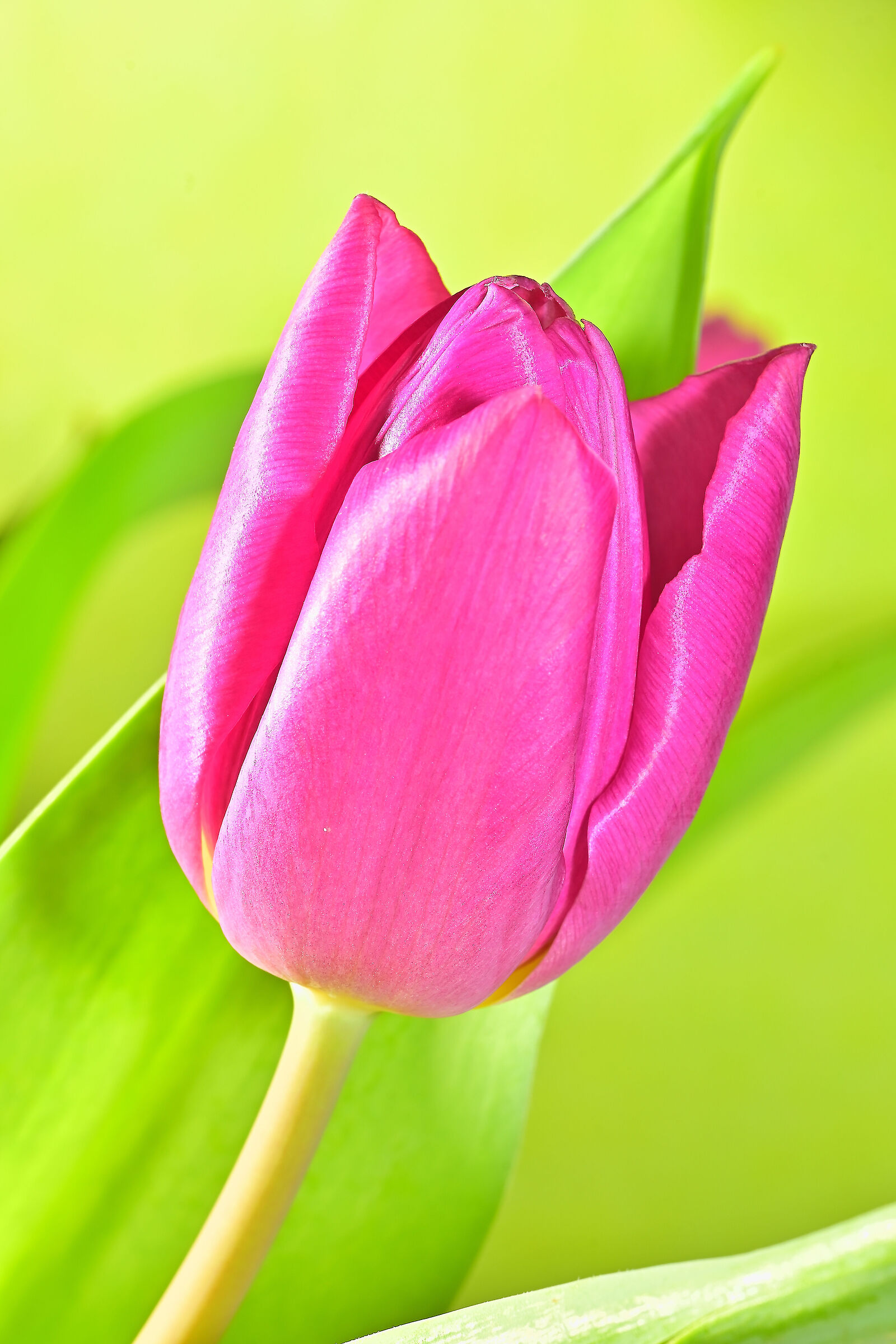 Tulip
