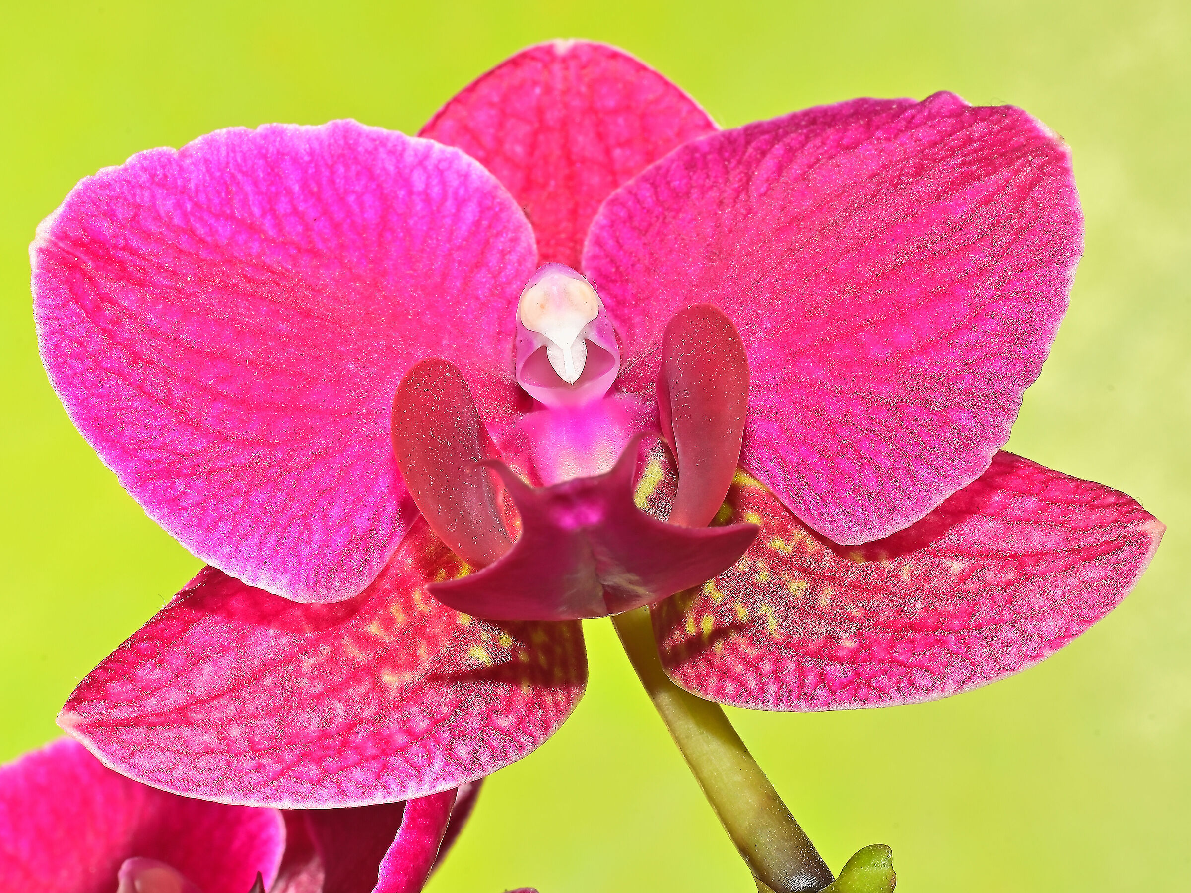 Orchid