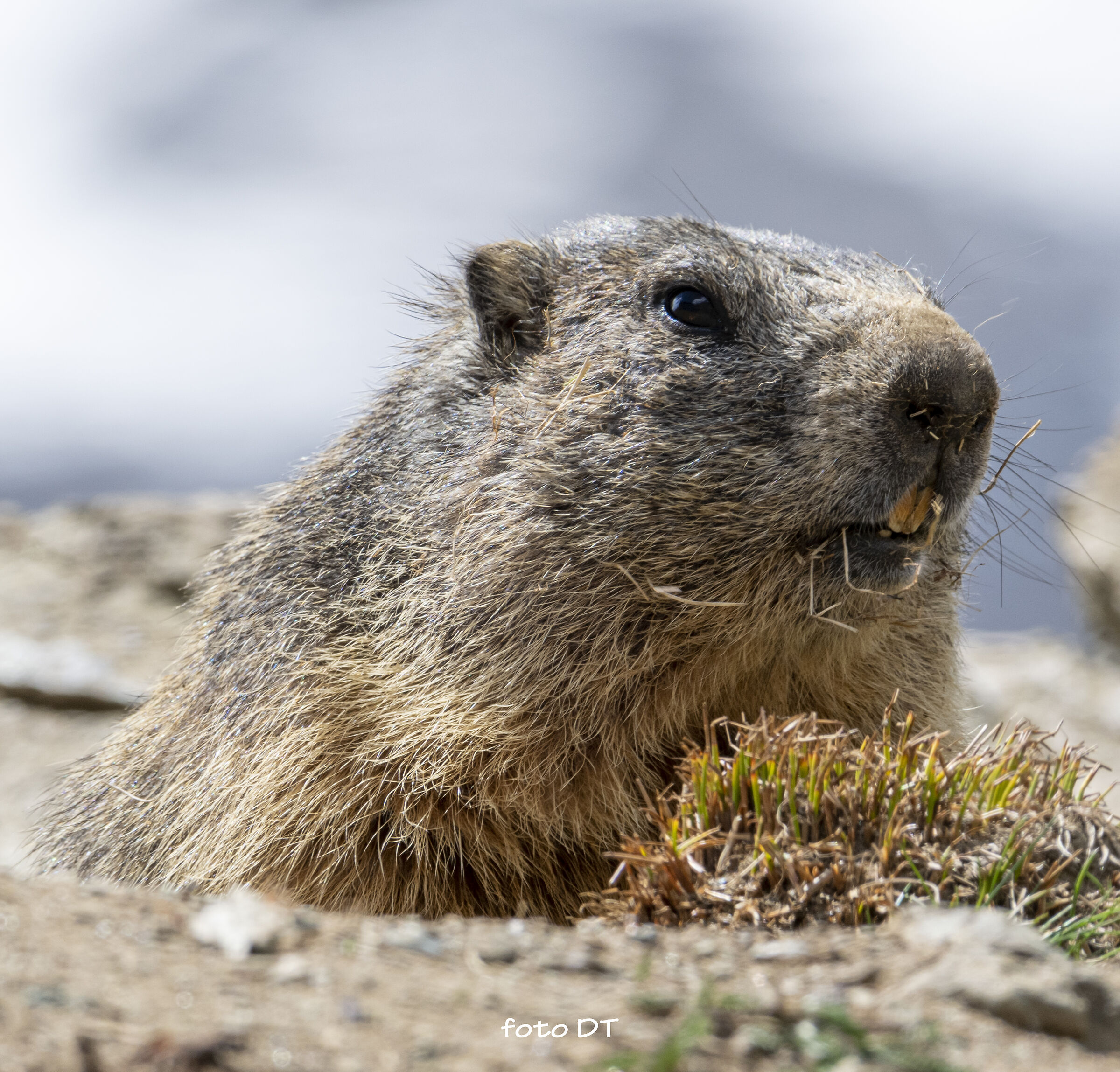 Marmotta Alpi Graie