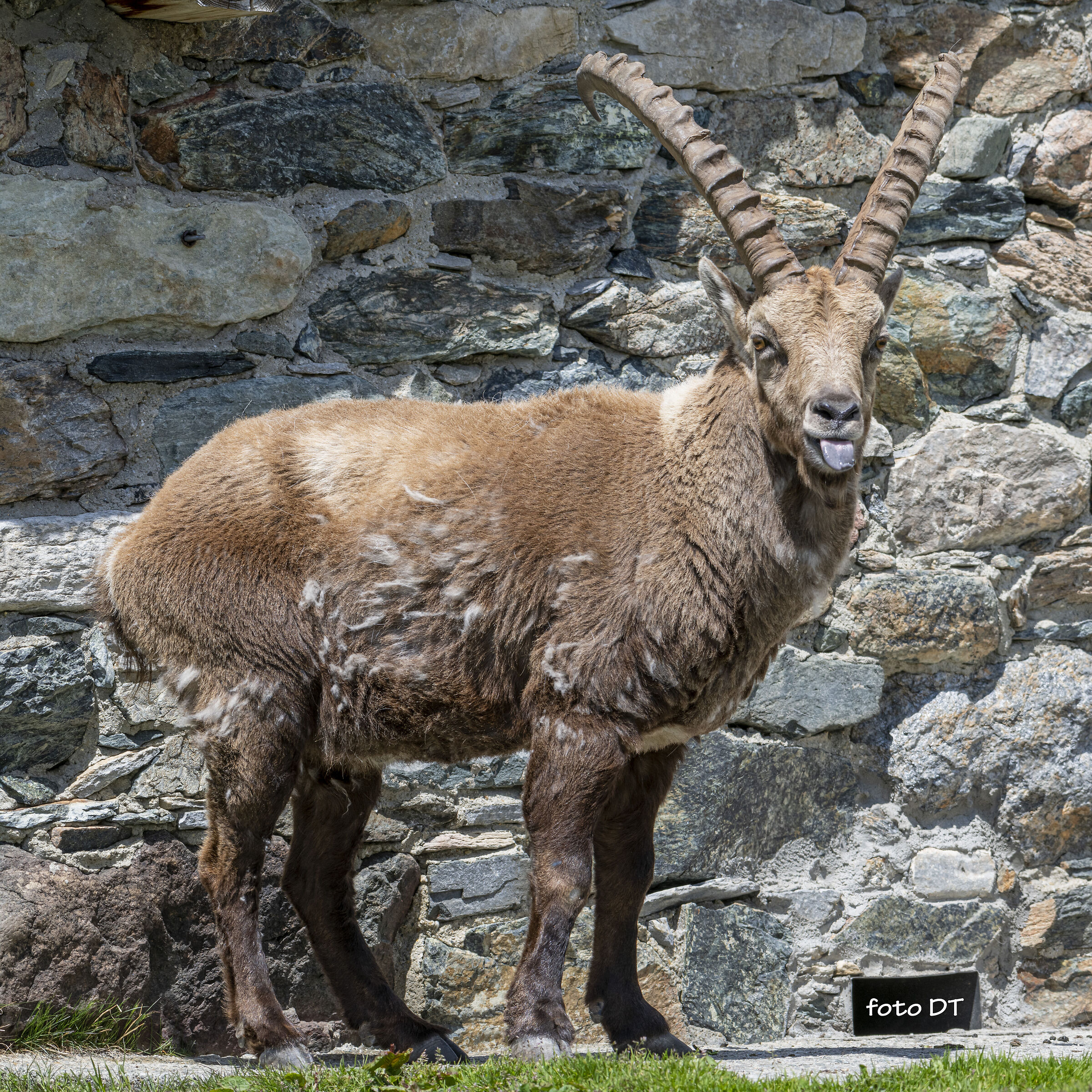 Stambecco Alpi Graie
