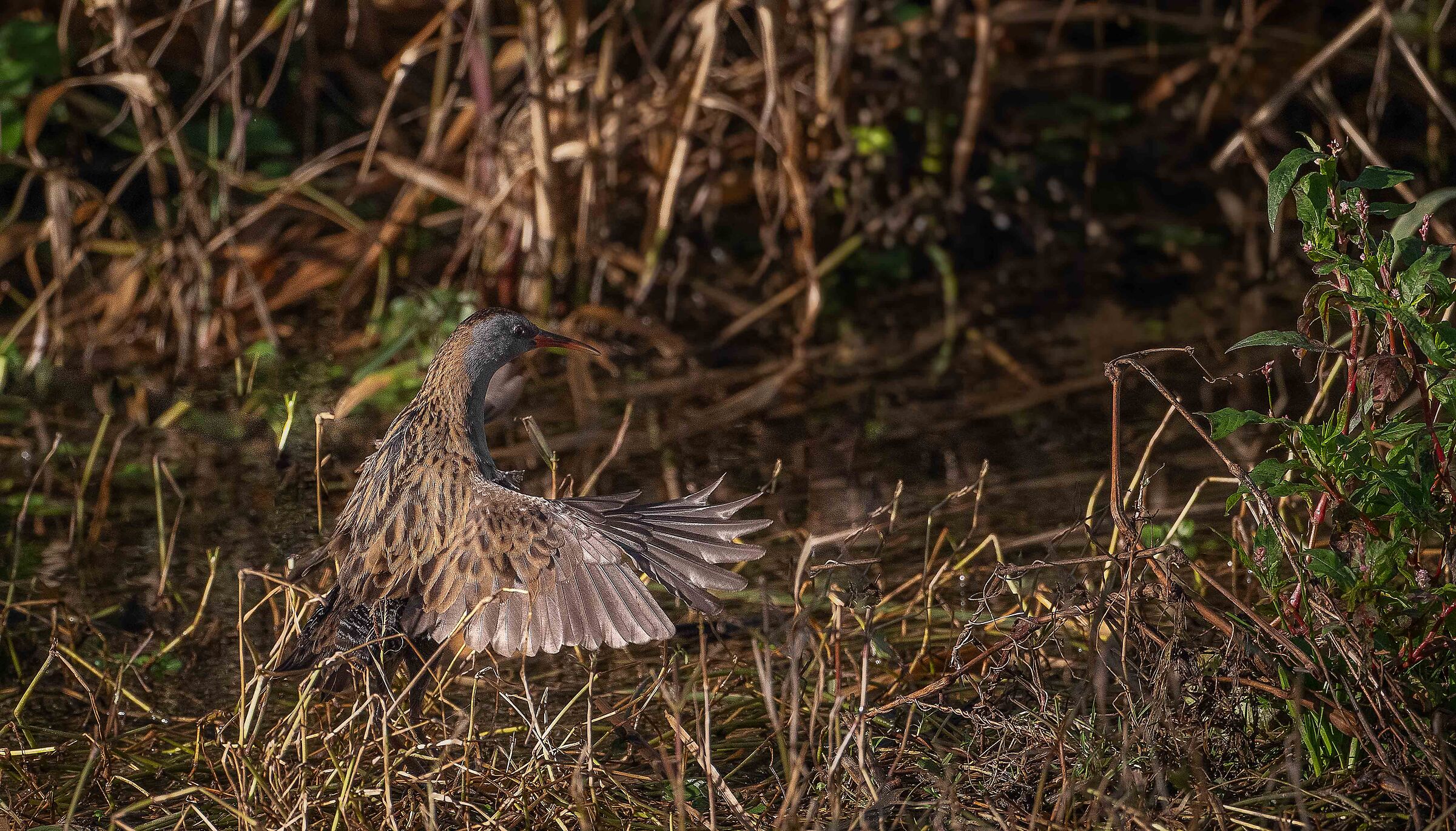 Water rail