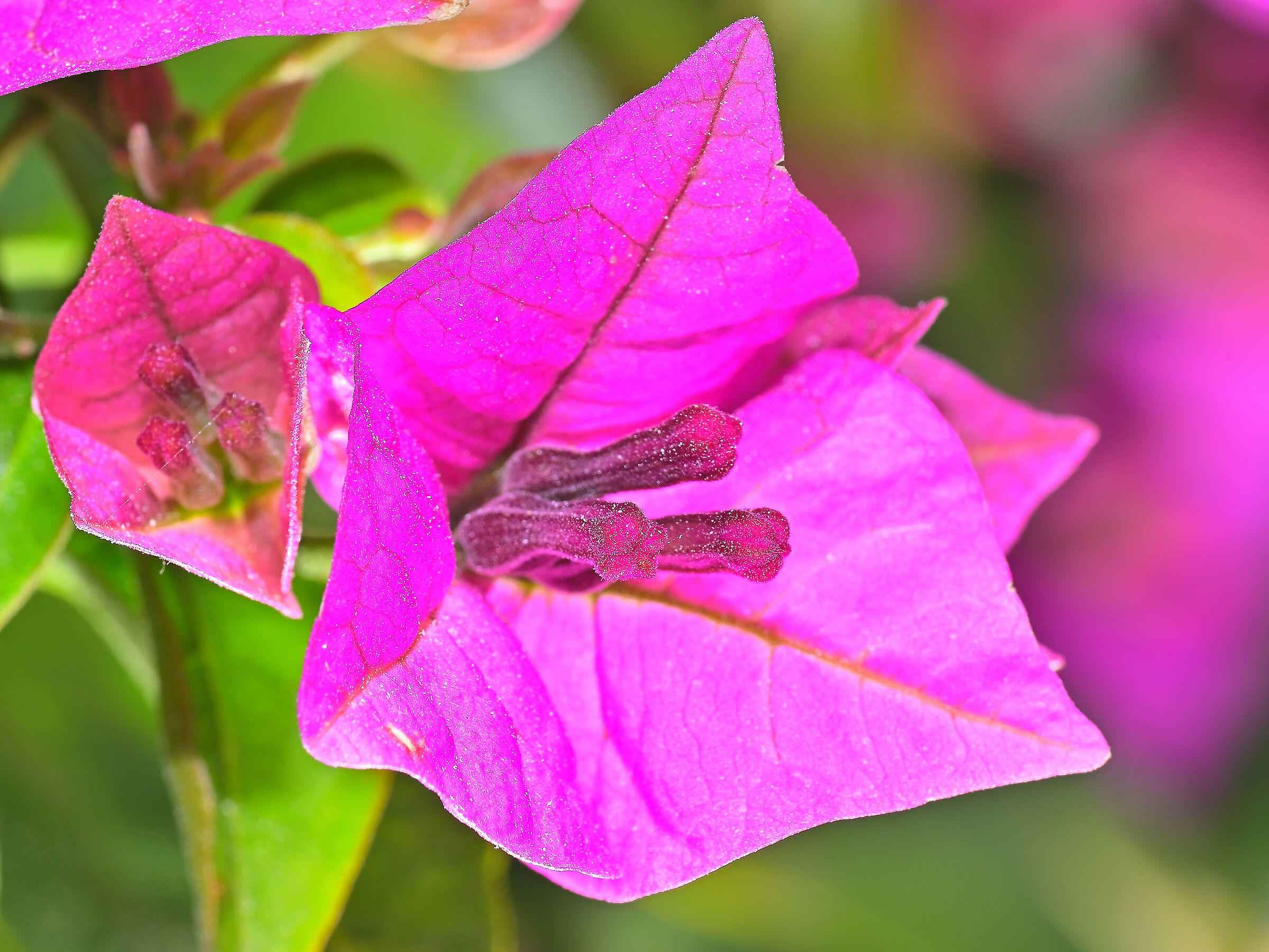 Bougainvillea