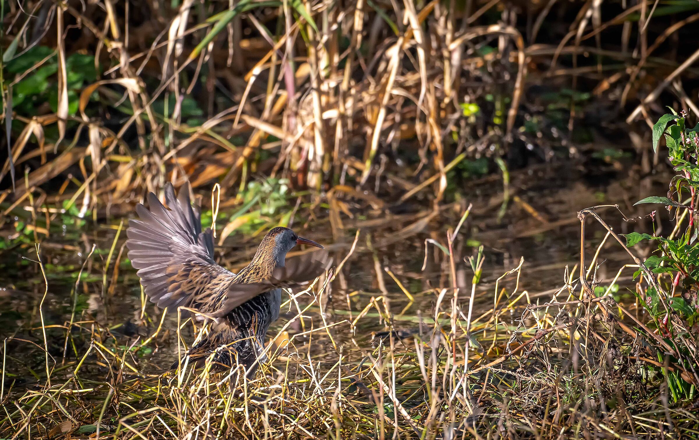 Water rail