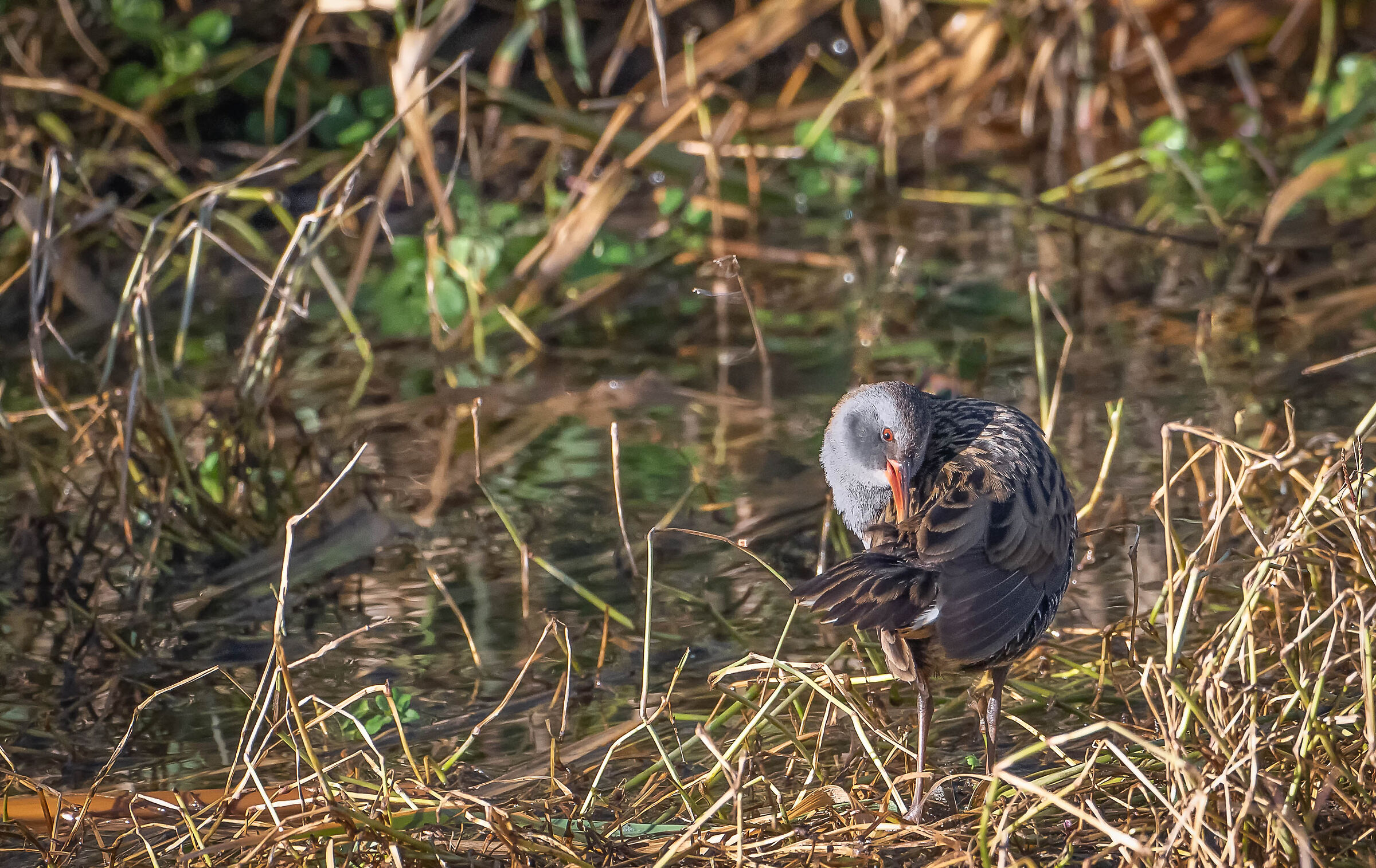 Water rail