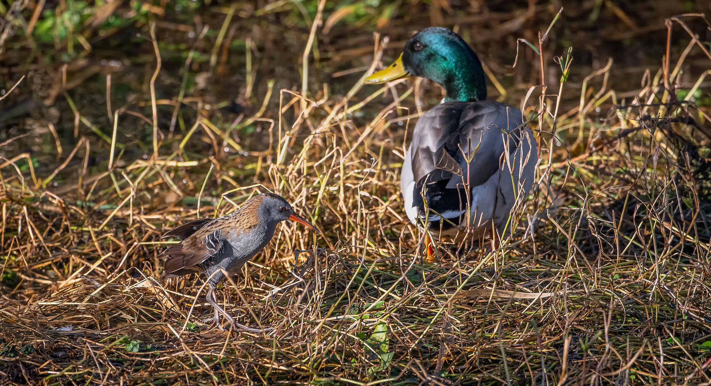Water rail
